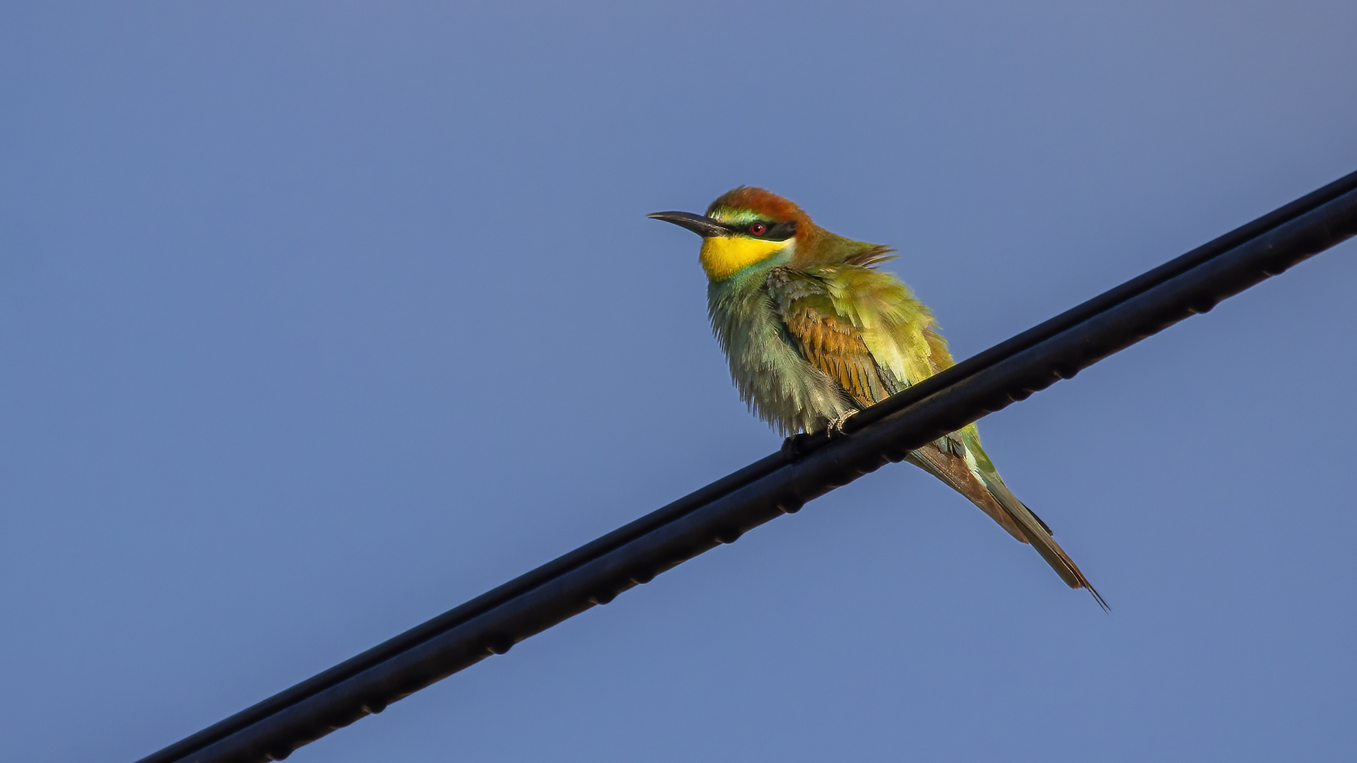European Bee-eater