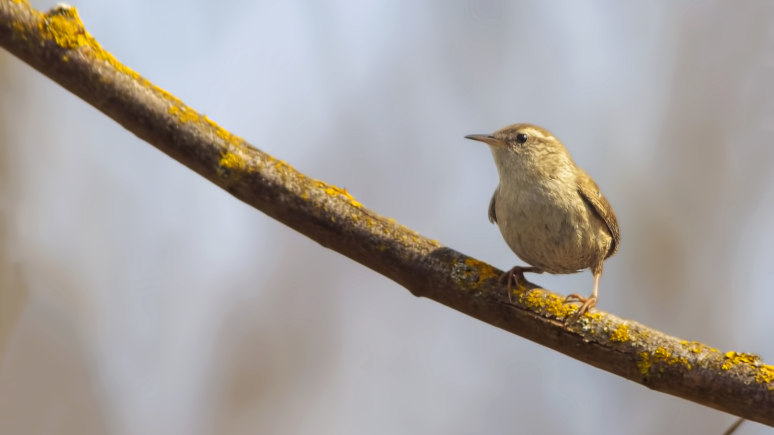 Eurasian Wren