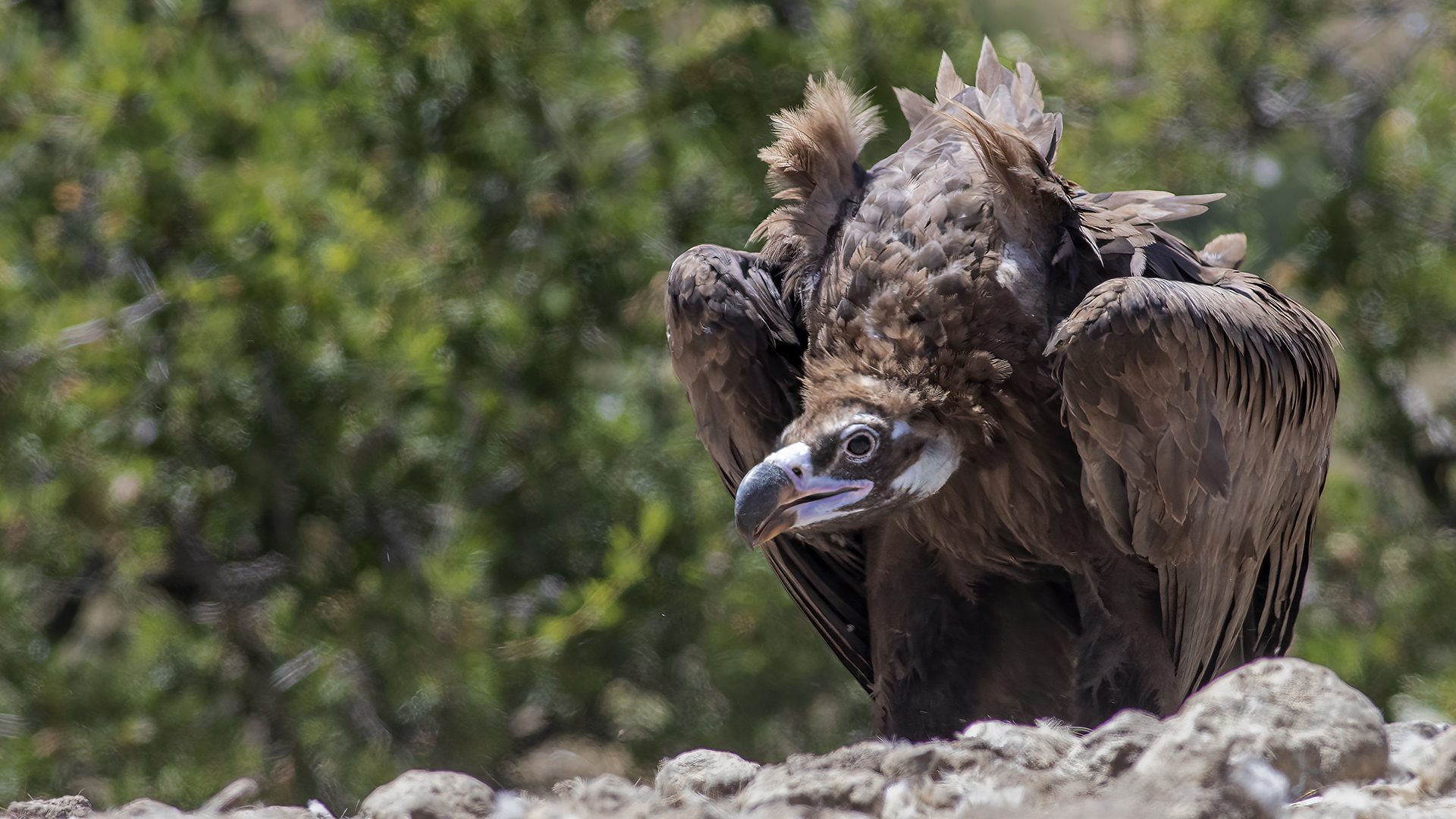 Cinereous Vulture