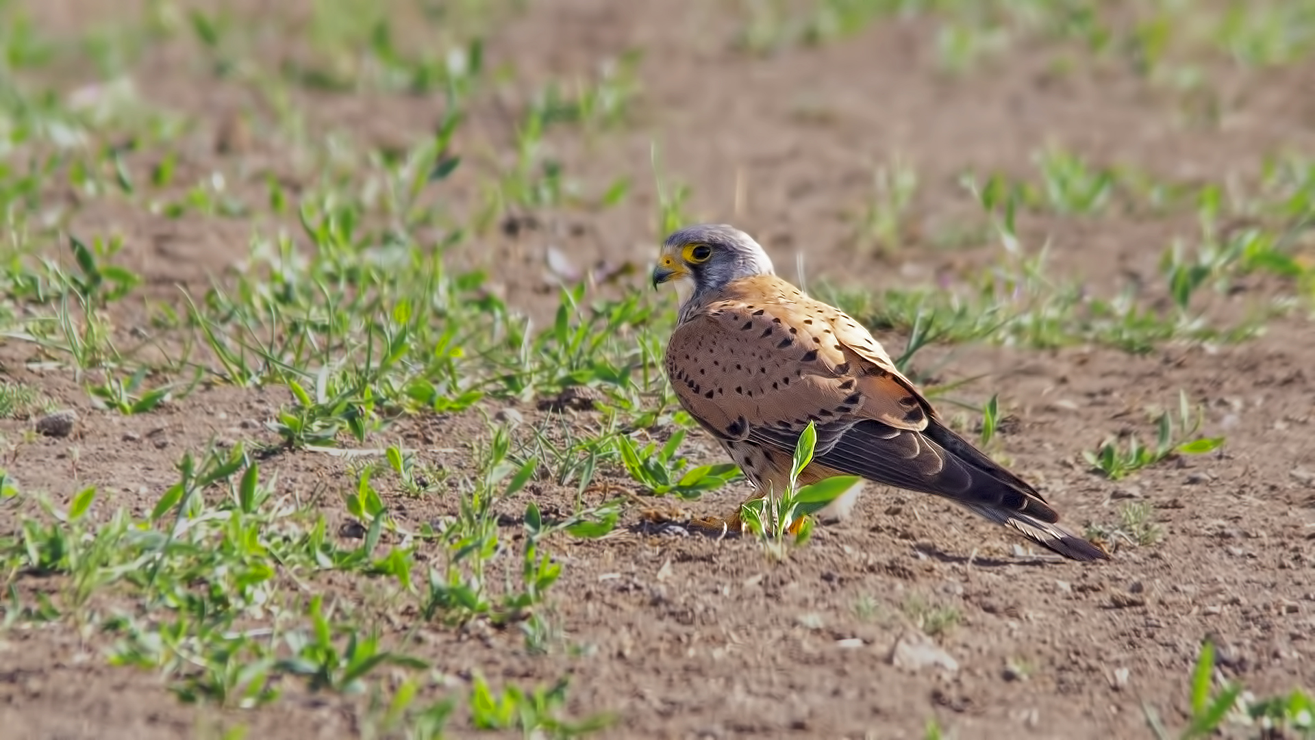 Lesser Kestrel