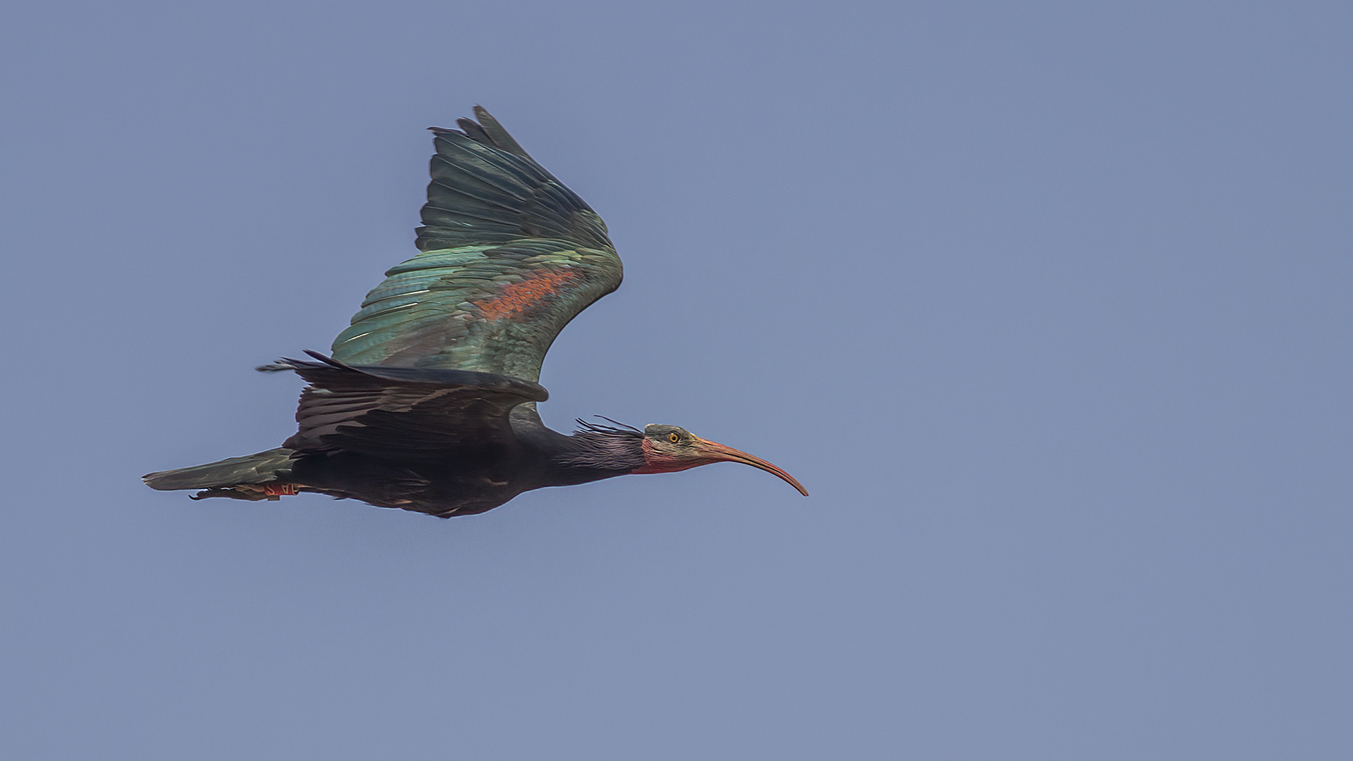 Northern Bald Ibis