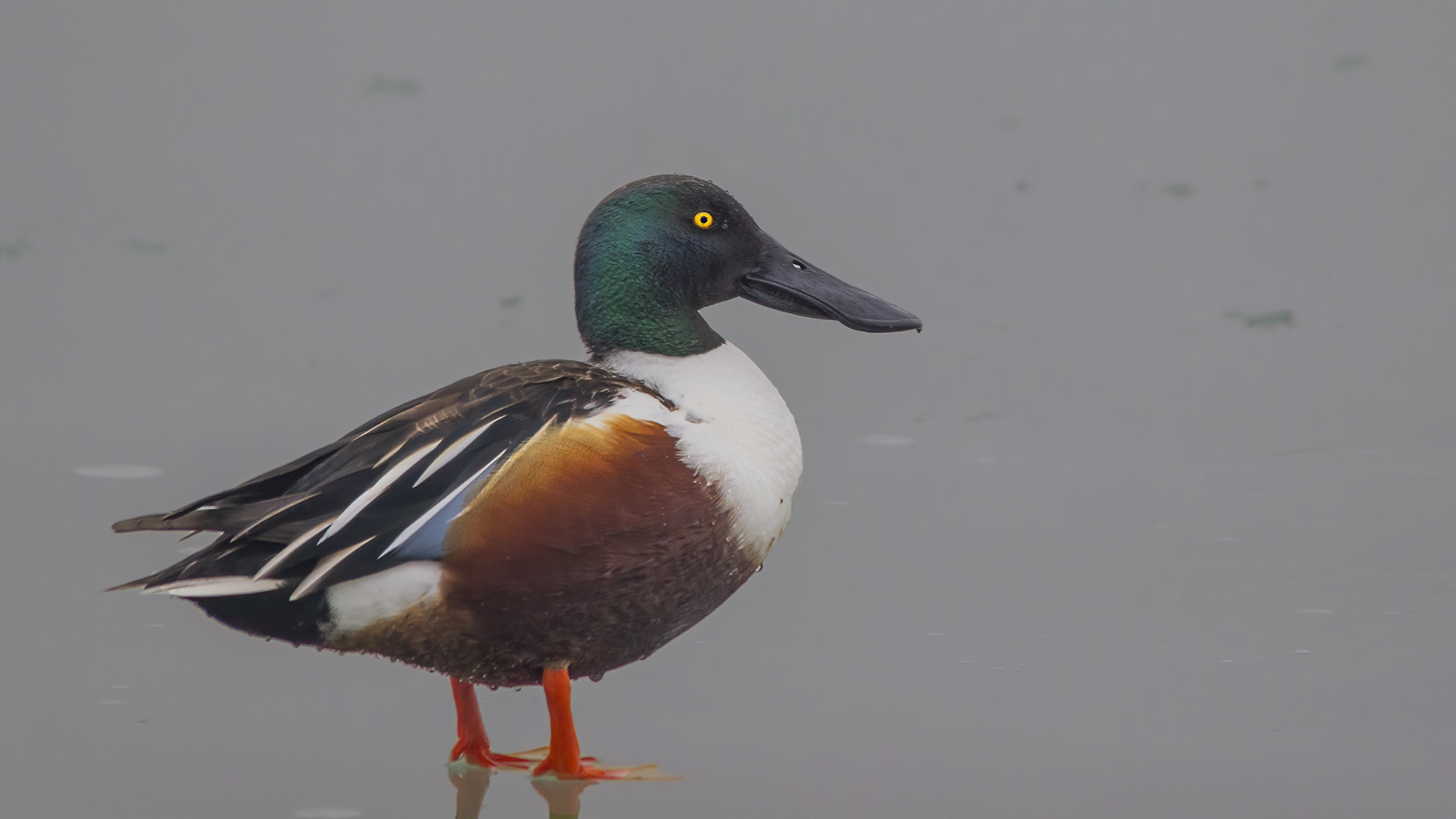 Northern Shoveler