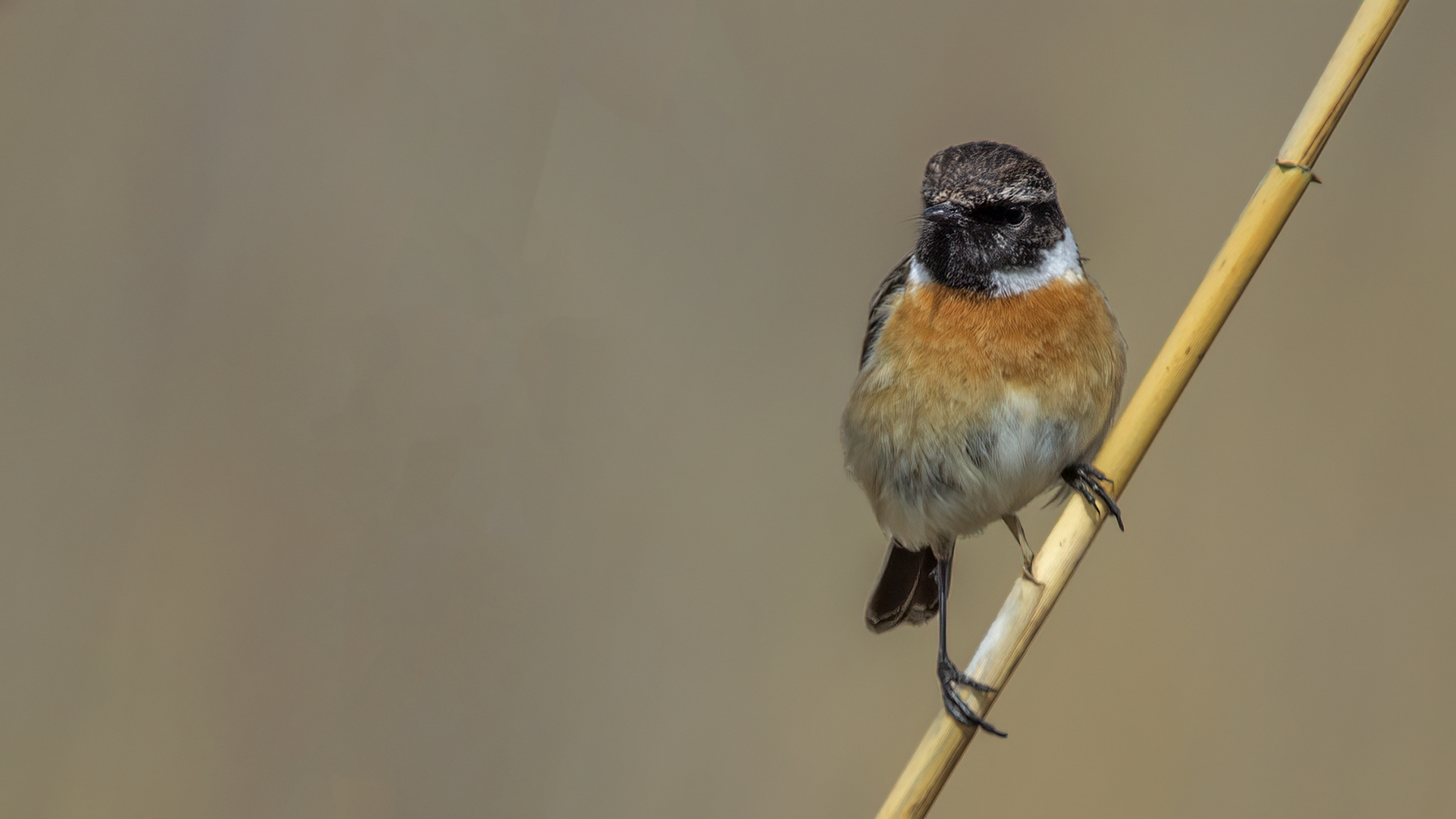 European Stonechat
