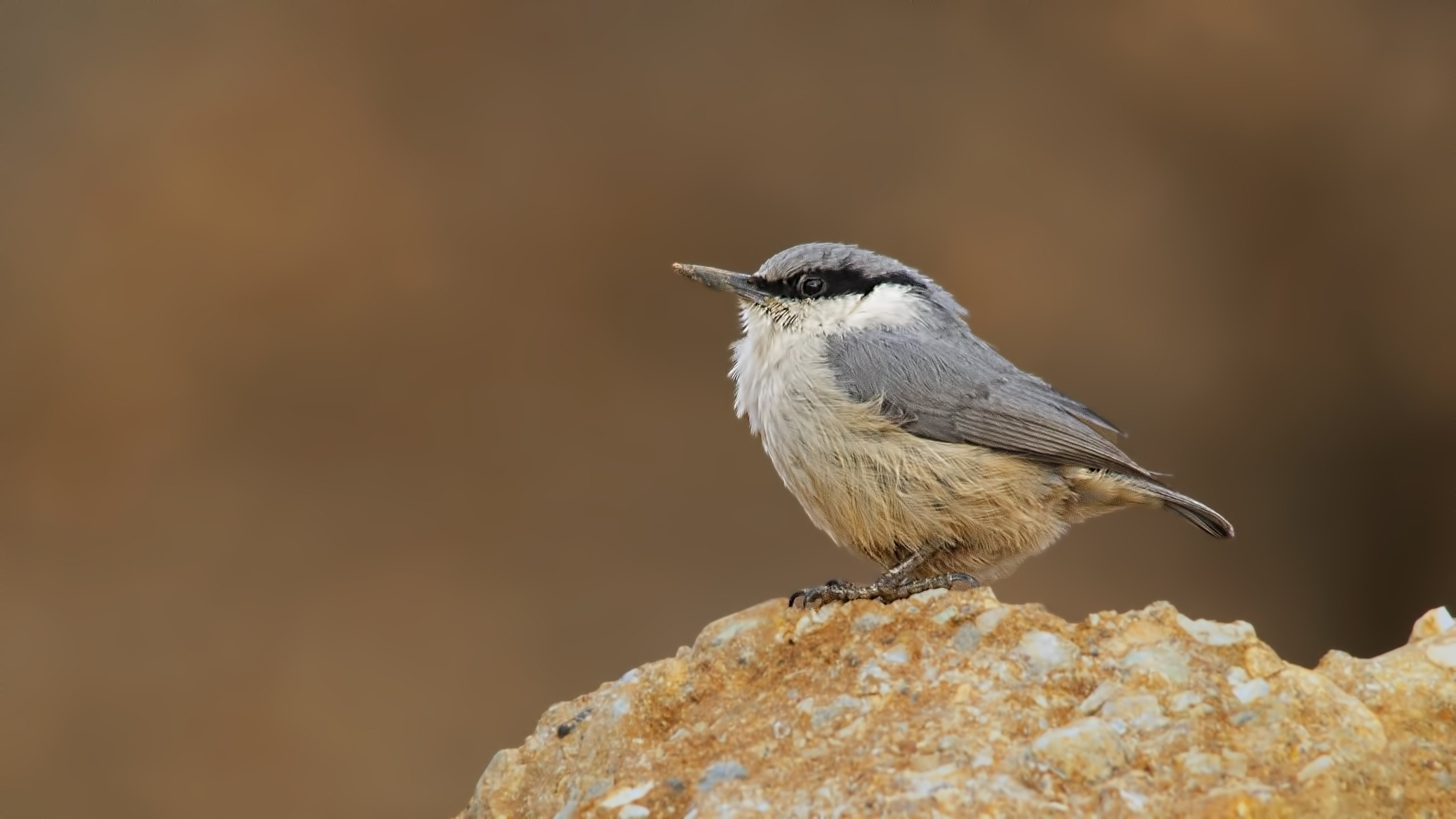 Western Rock Nuthatch