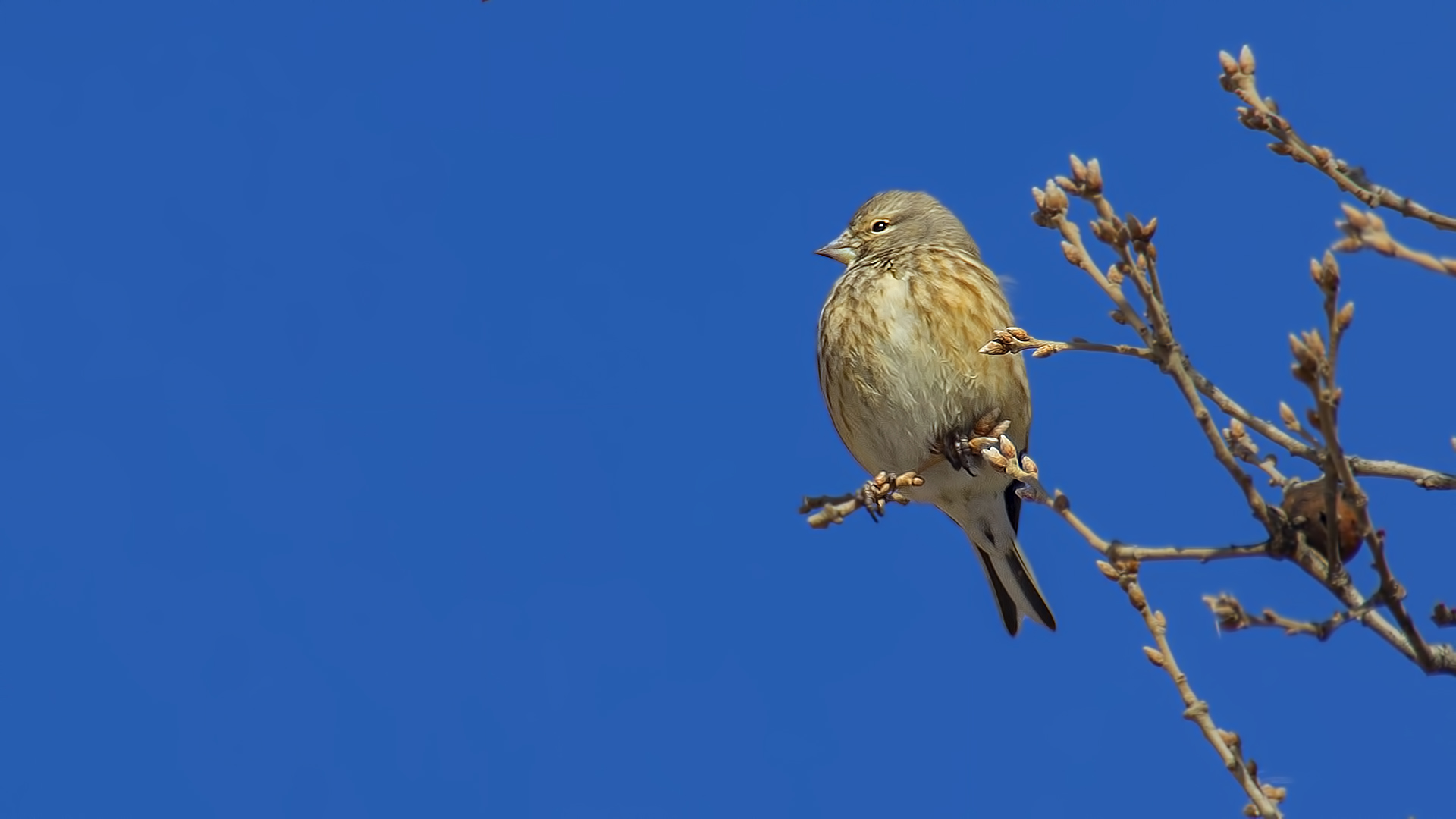 Eurasian Linnet