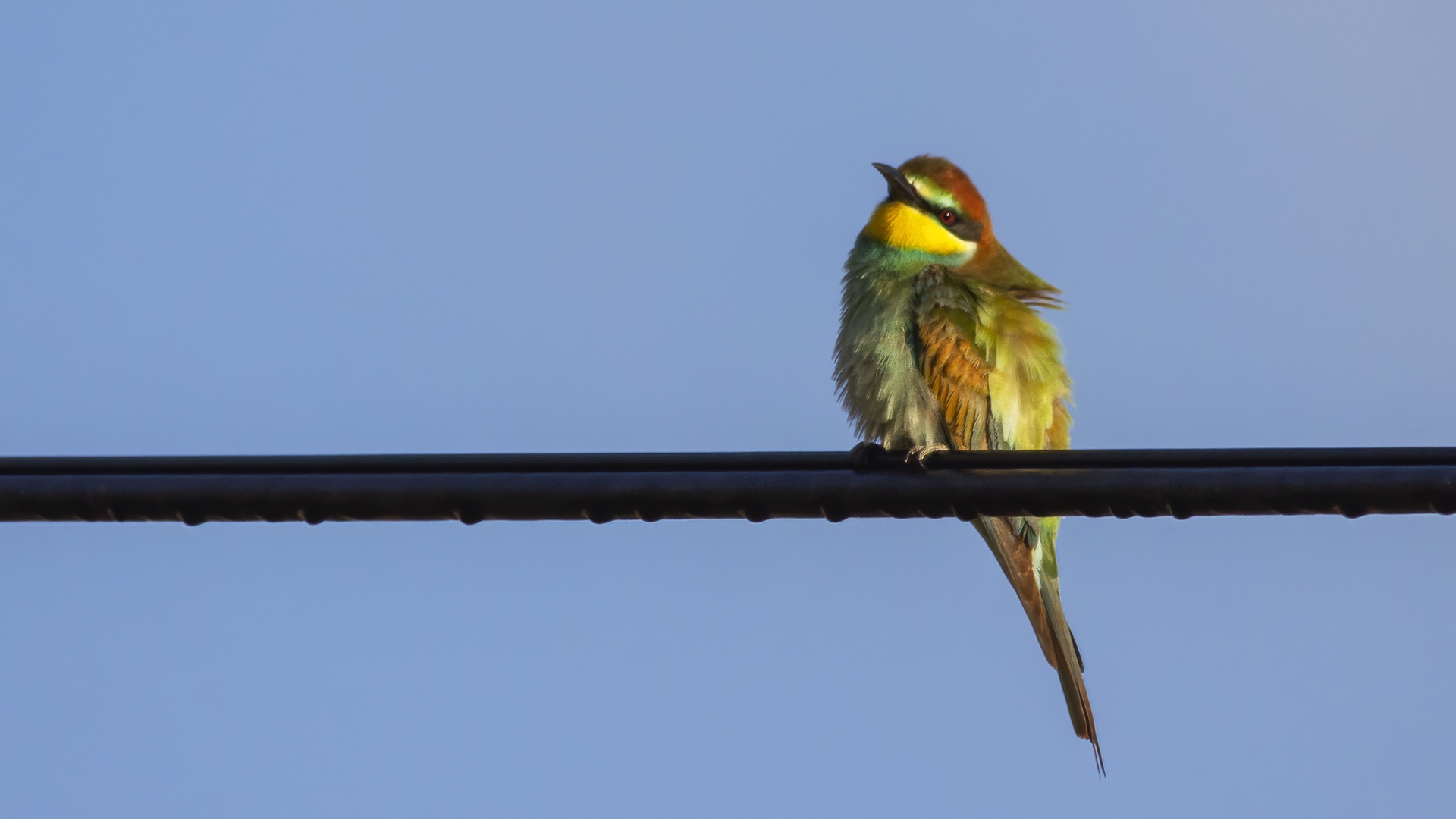 European Bee-eater