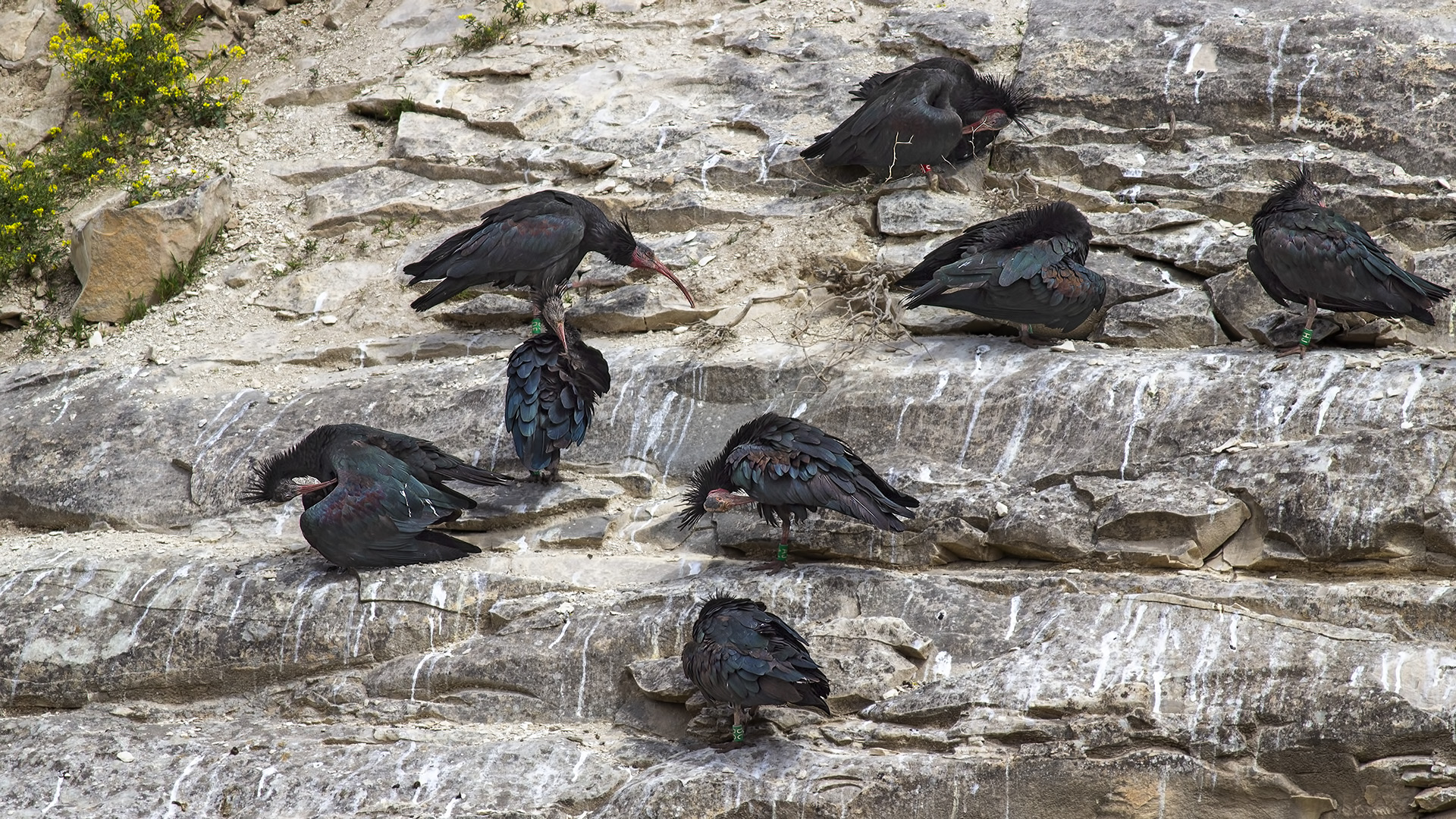 Northern Bald Ibis