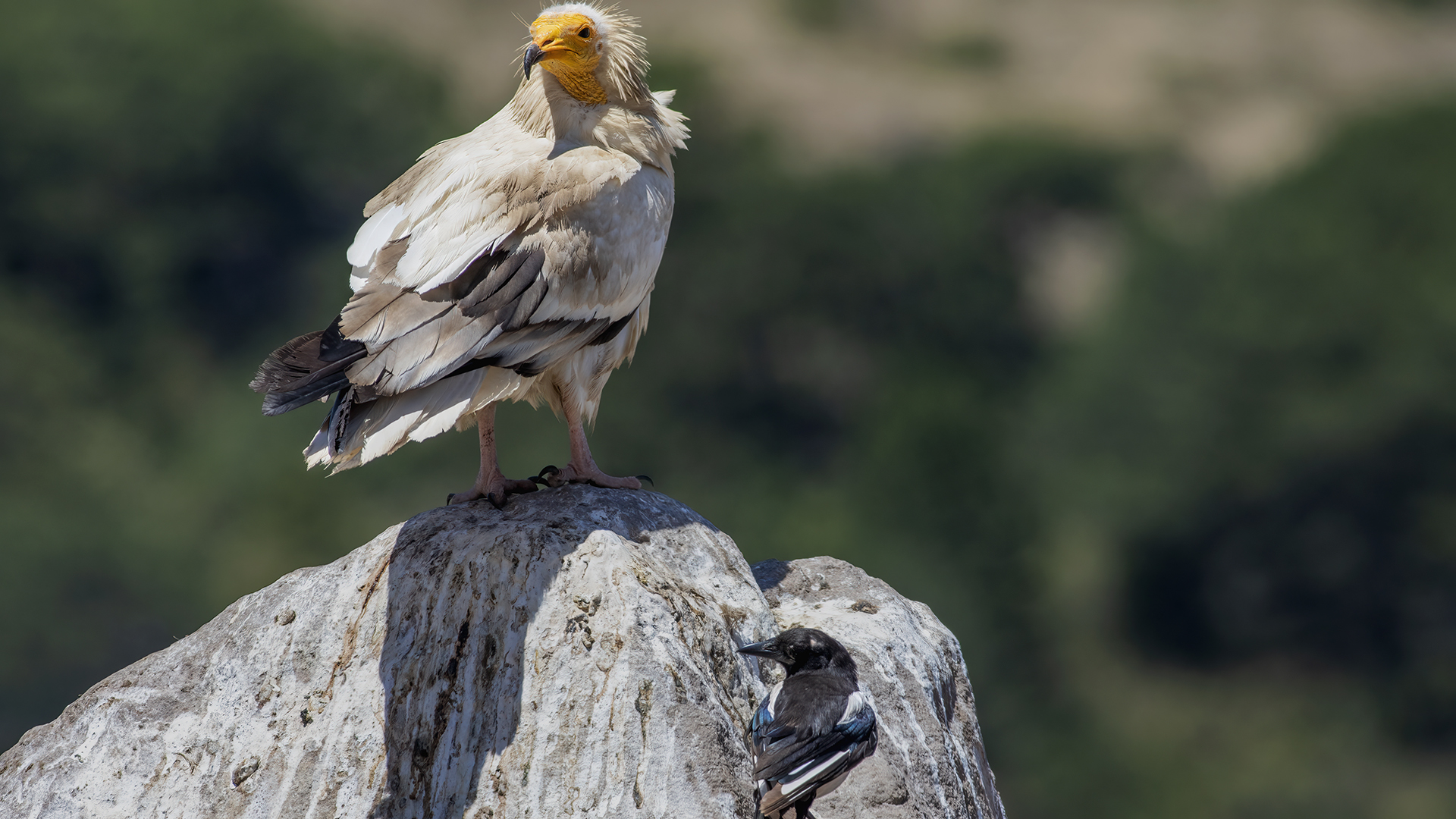 Egyptian Vulture