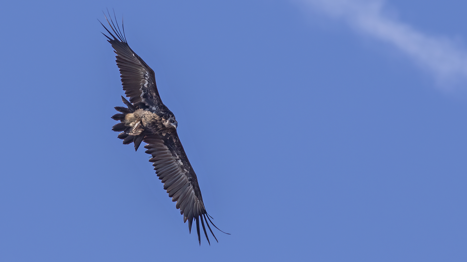 Cinereous Vulture
