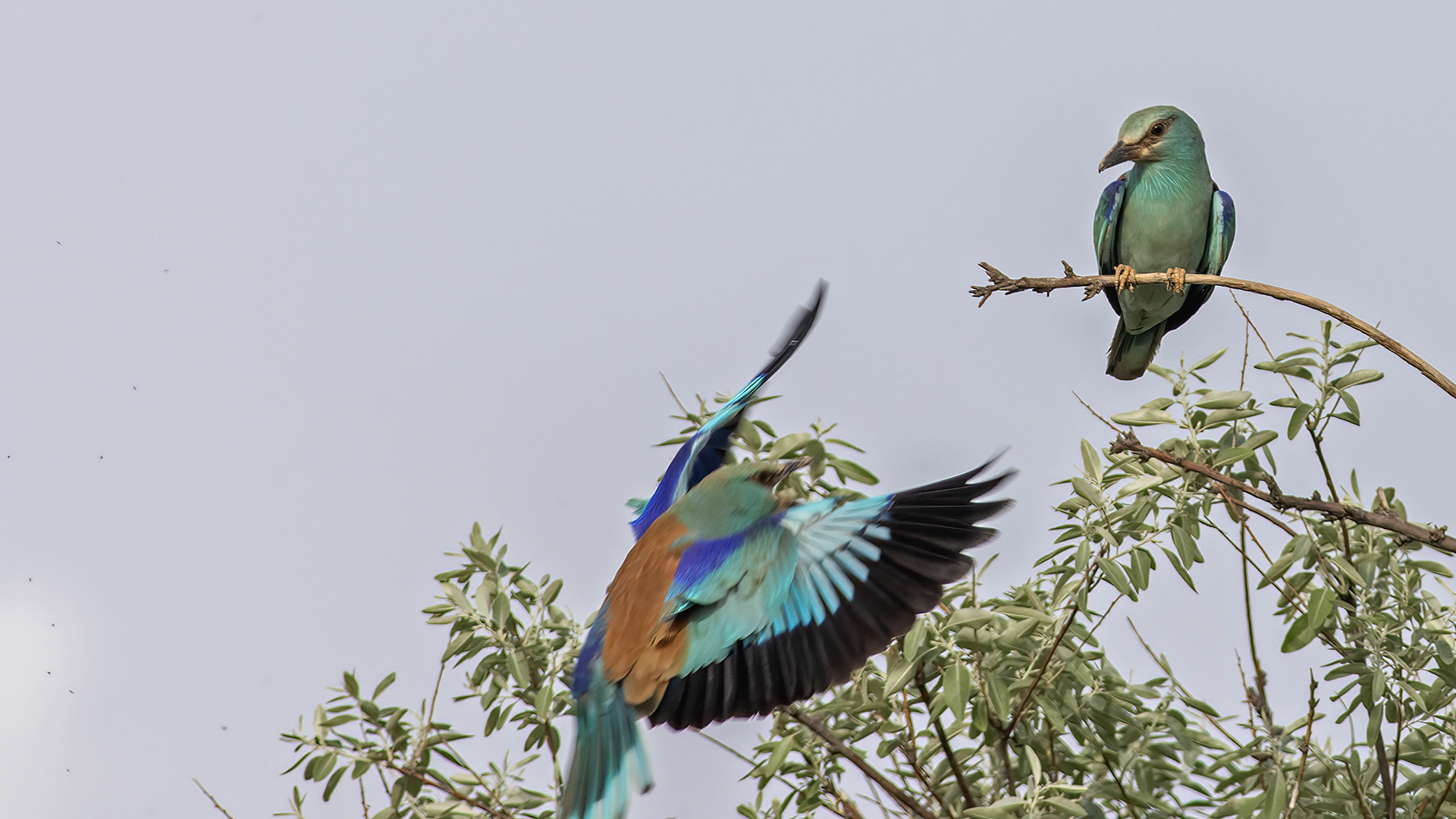 European Roller