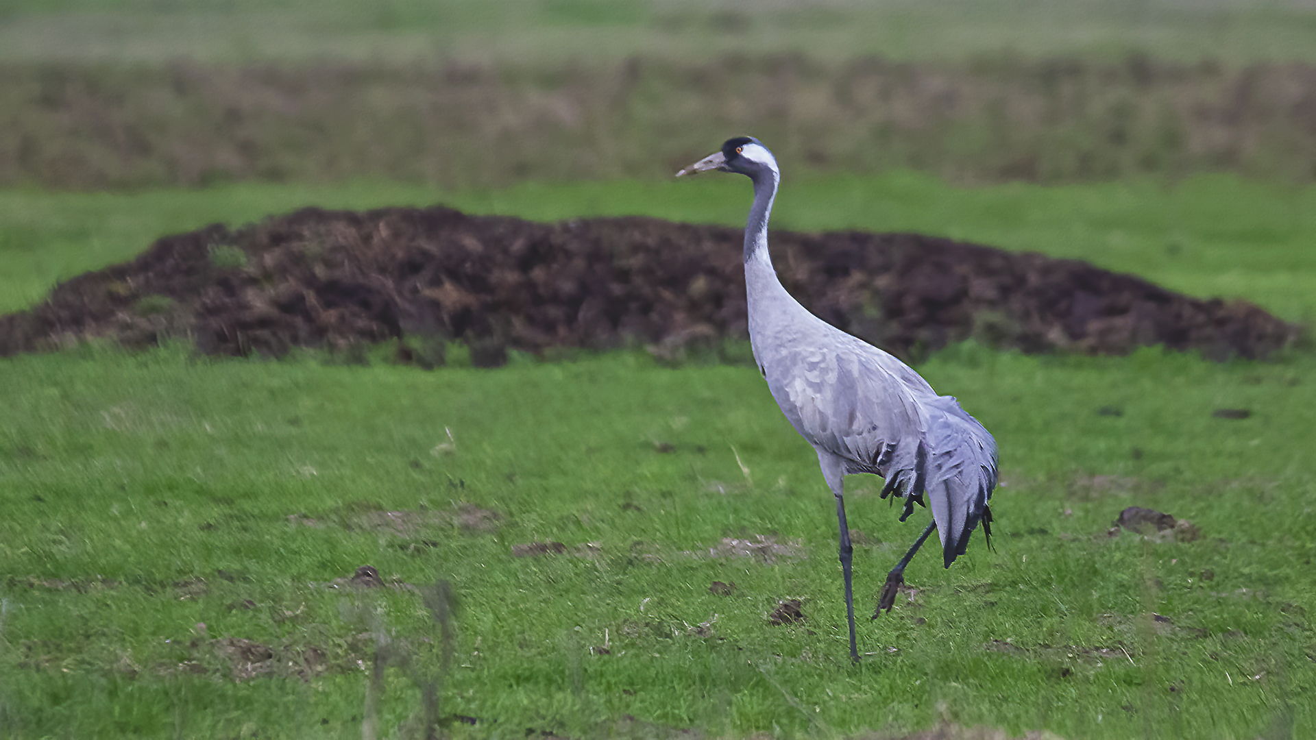 Common Crane