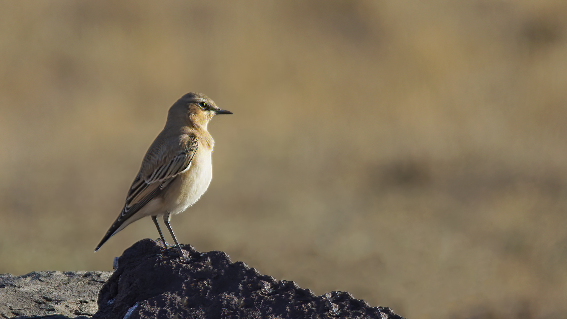 Isabelline Wheatear