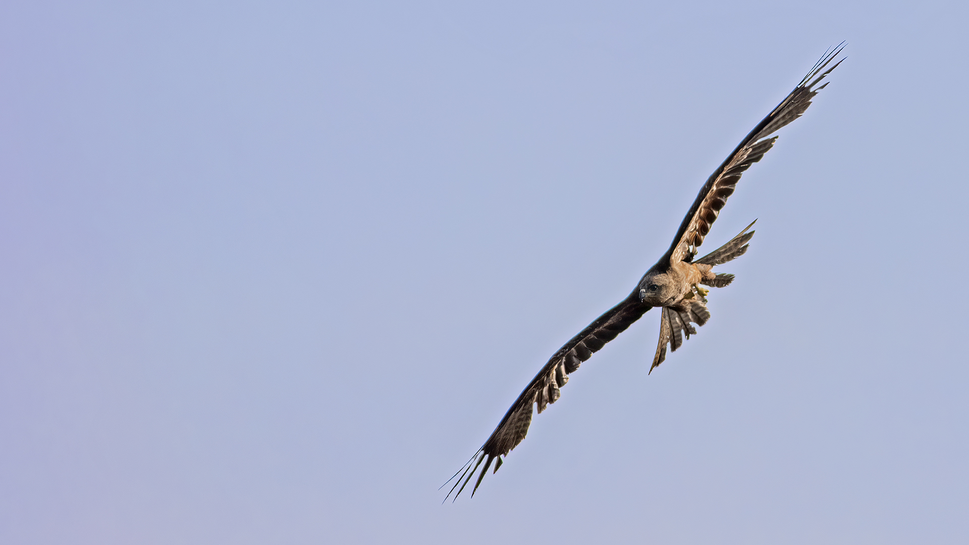 Black Kite