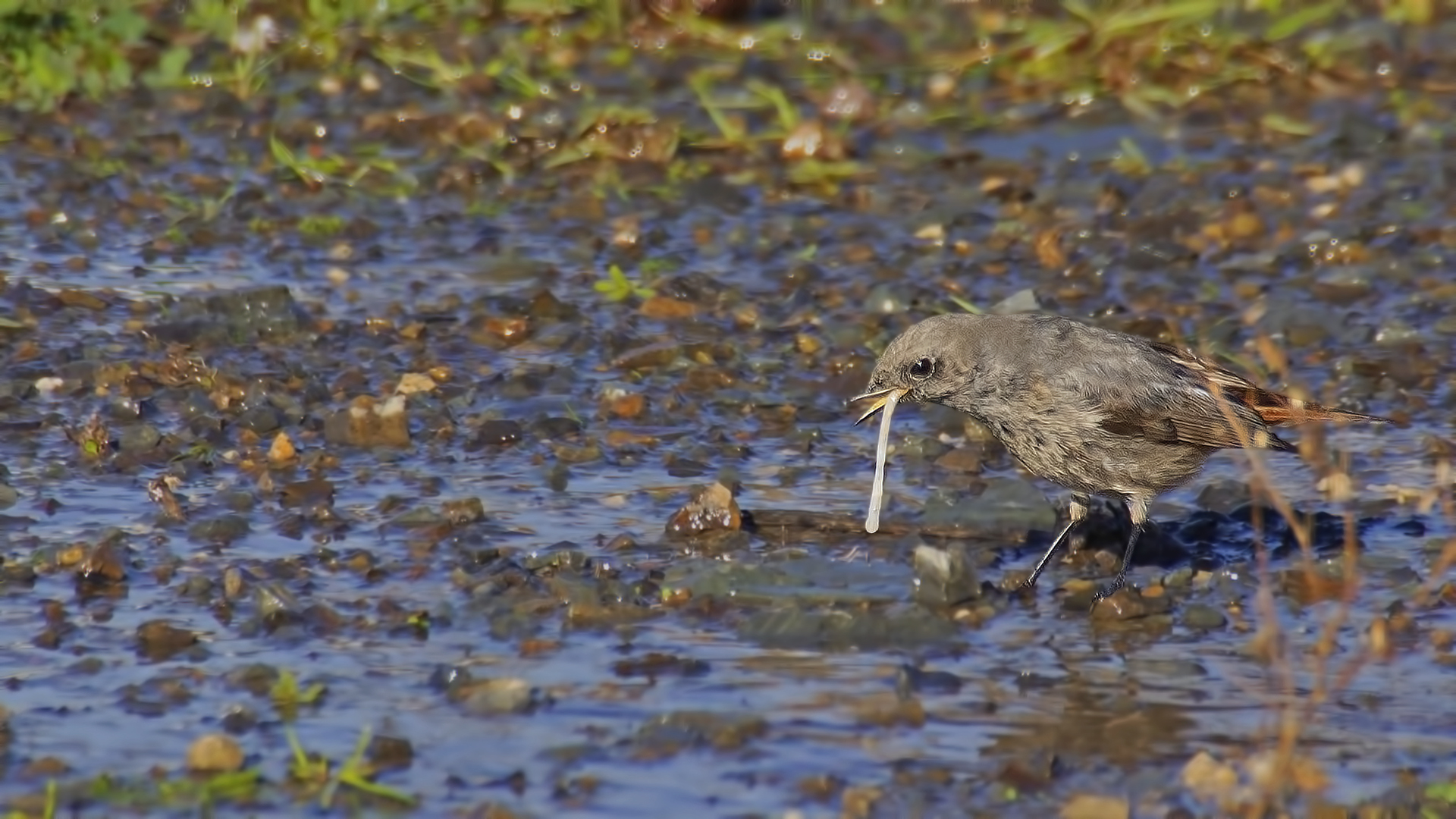 Black Redstart