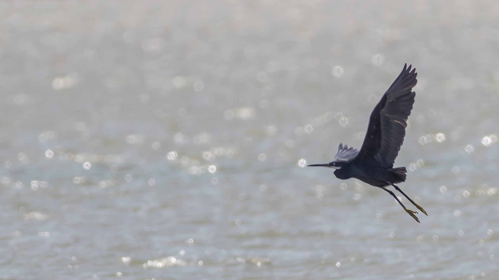 Western Reef-Heron