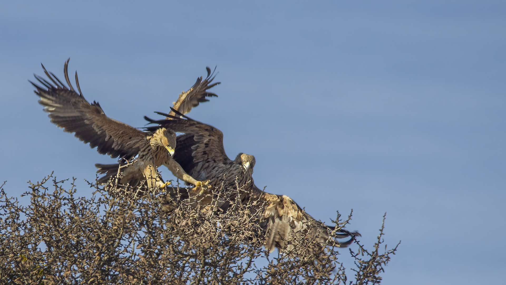 Imperial Eagle