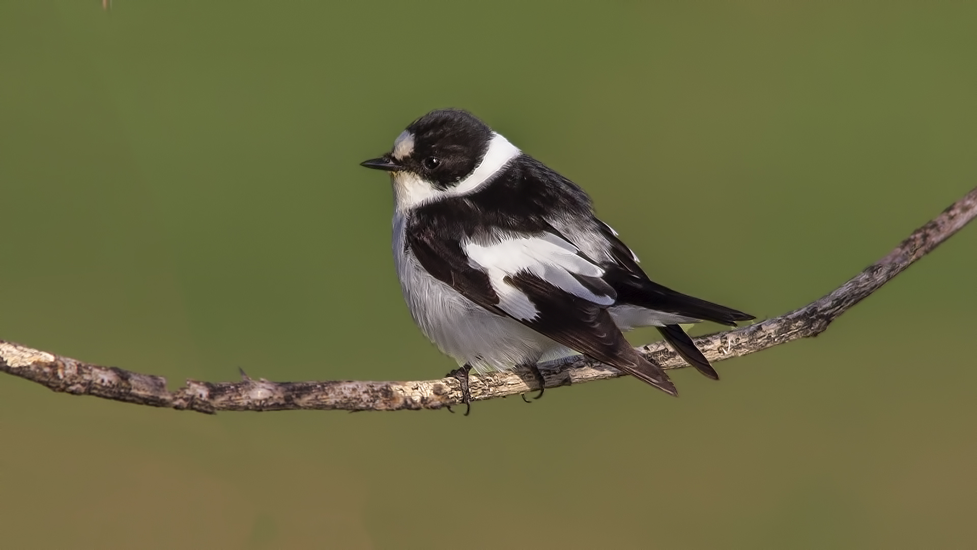 Collared Flycatcher