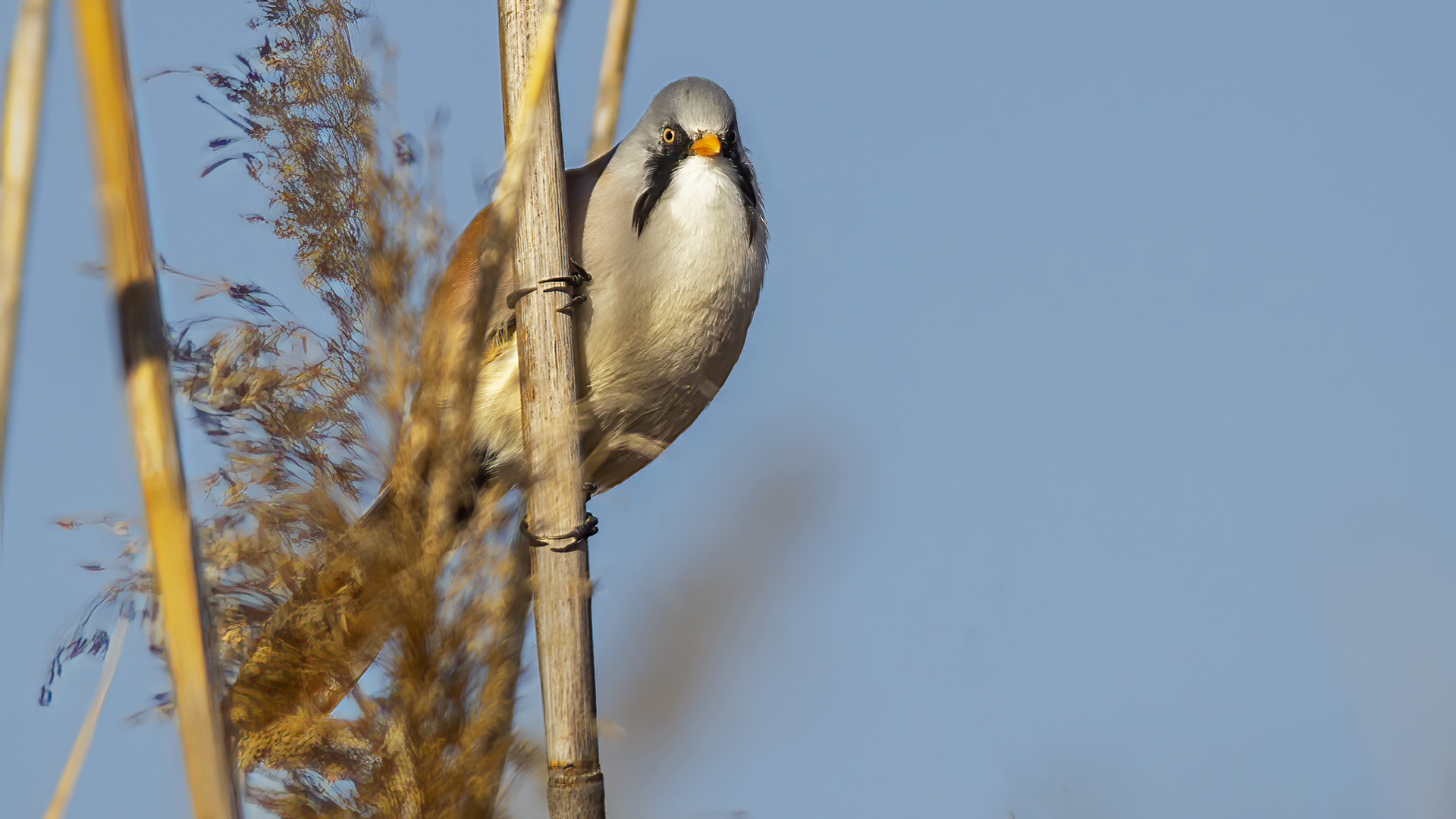 Bearded Reedling