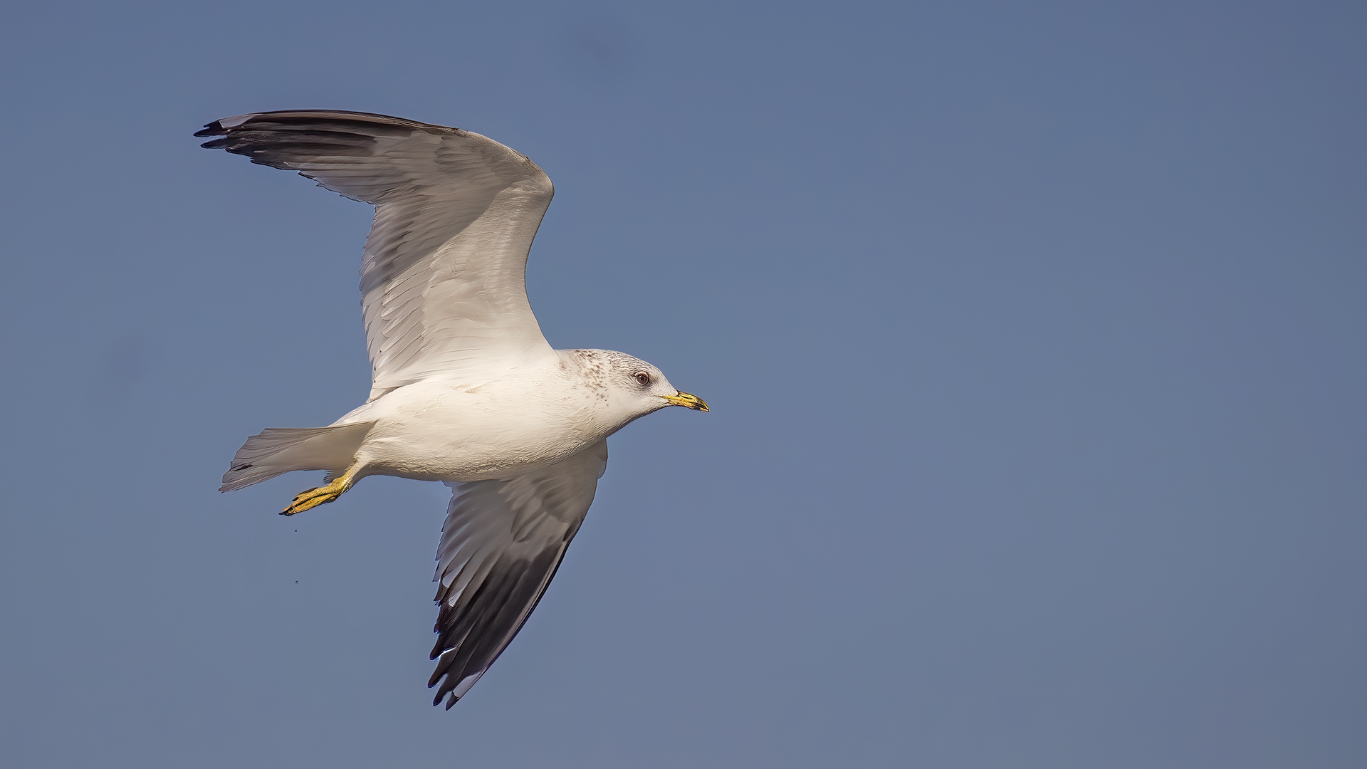 Mew Gull