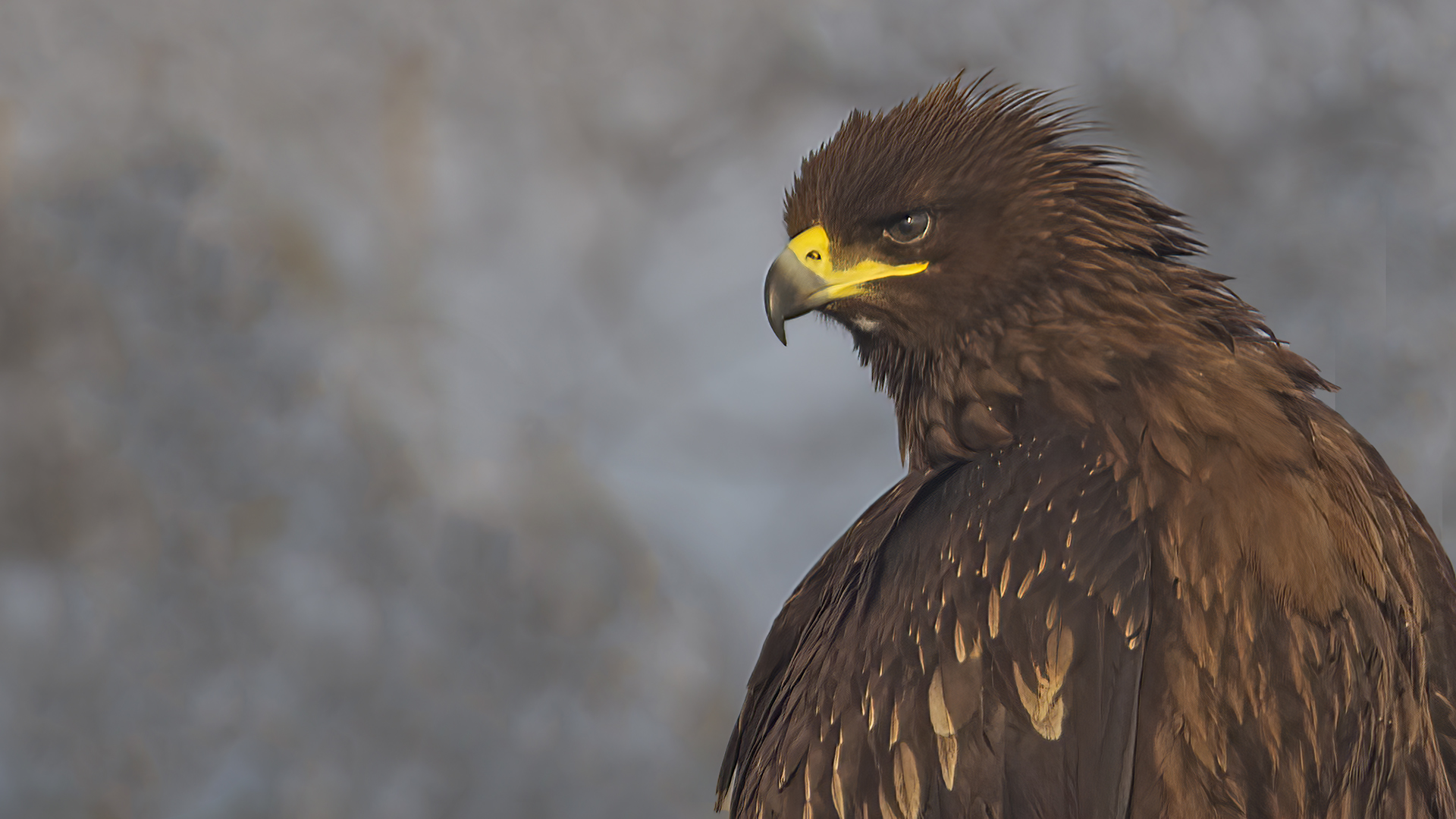 Greater Spotted Eagle