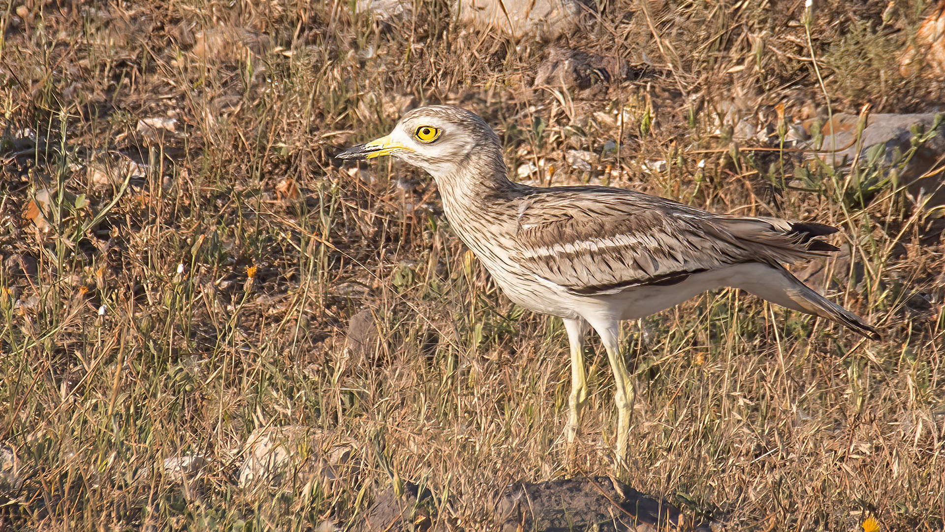 Eurasian Thick-knee — Ana fotoğraf