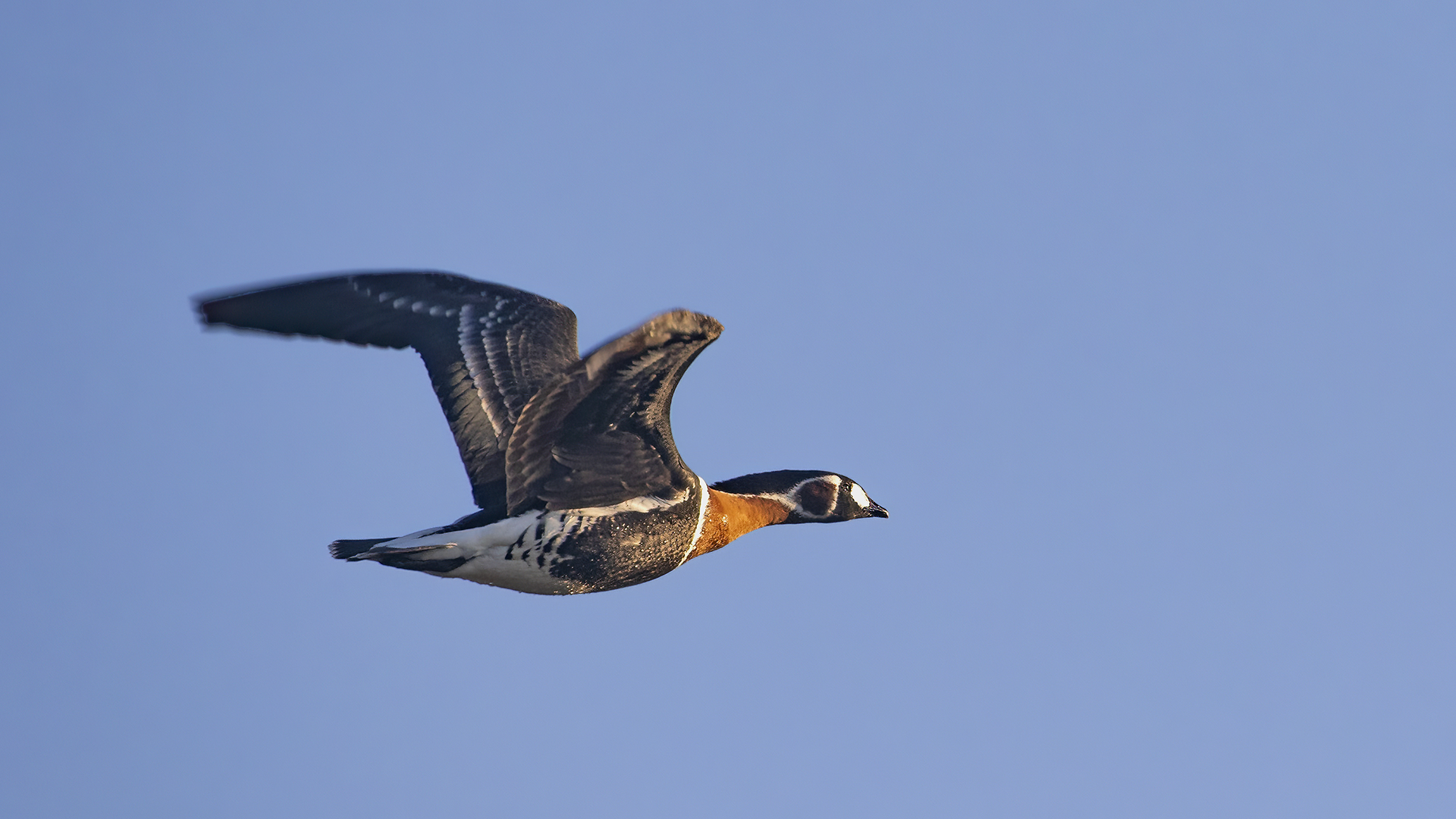 Red-breasted Goose — Ana fotoğraf