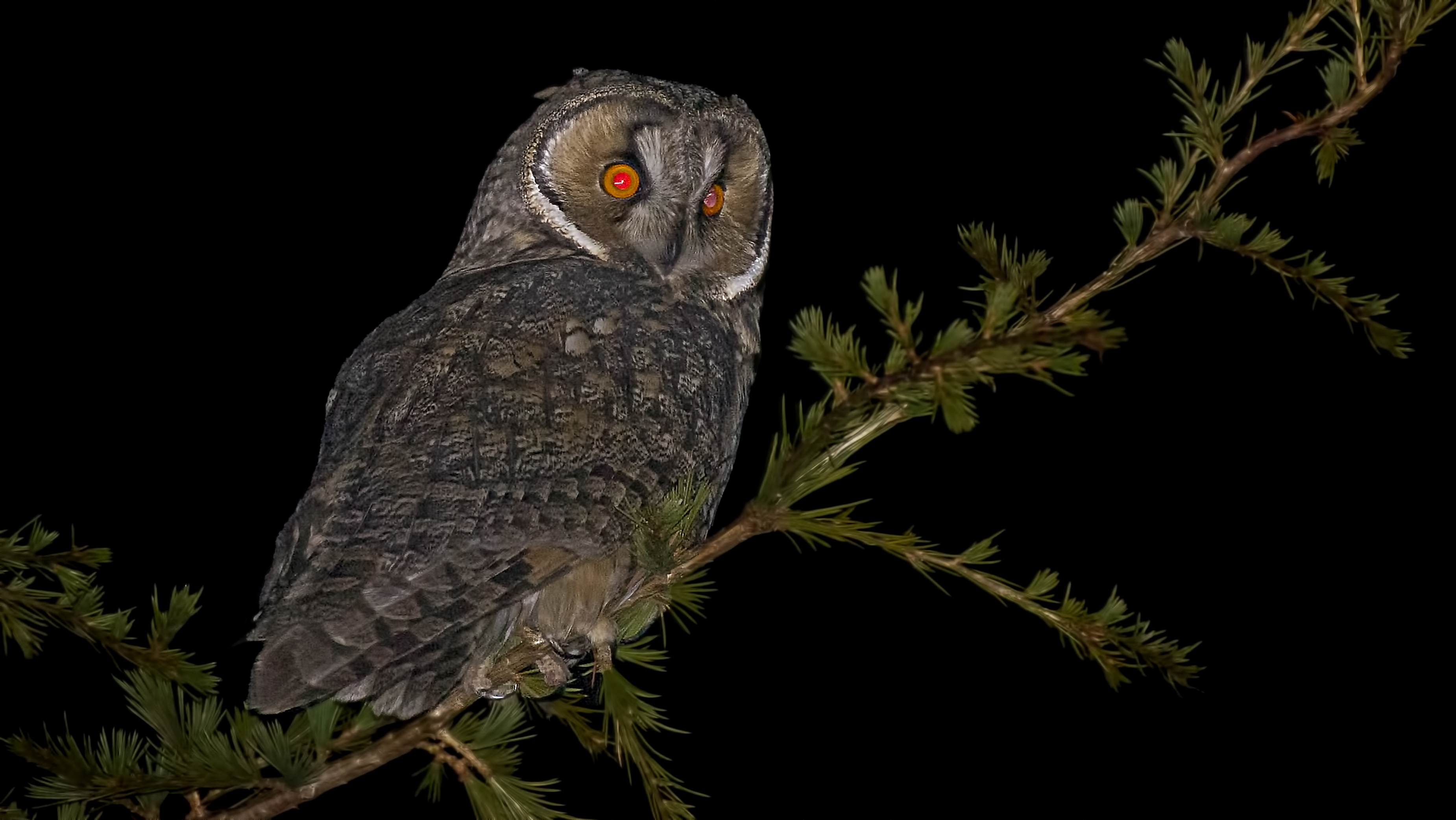 Long-eared Owl