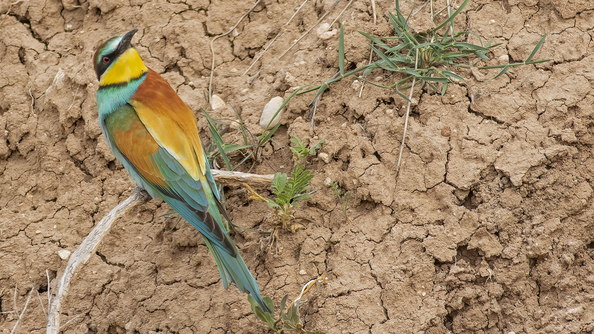 European Bee-eater