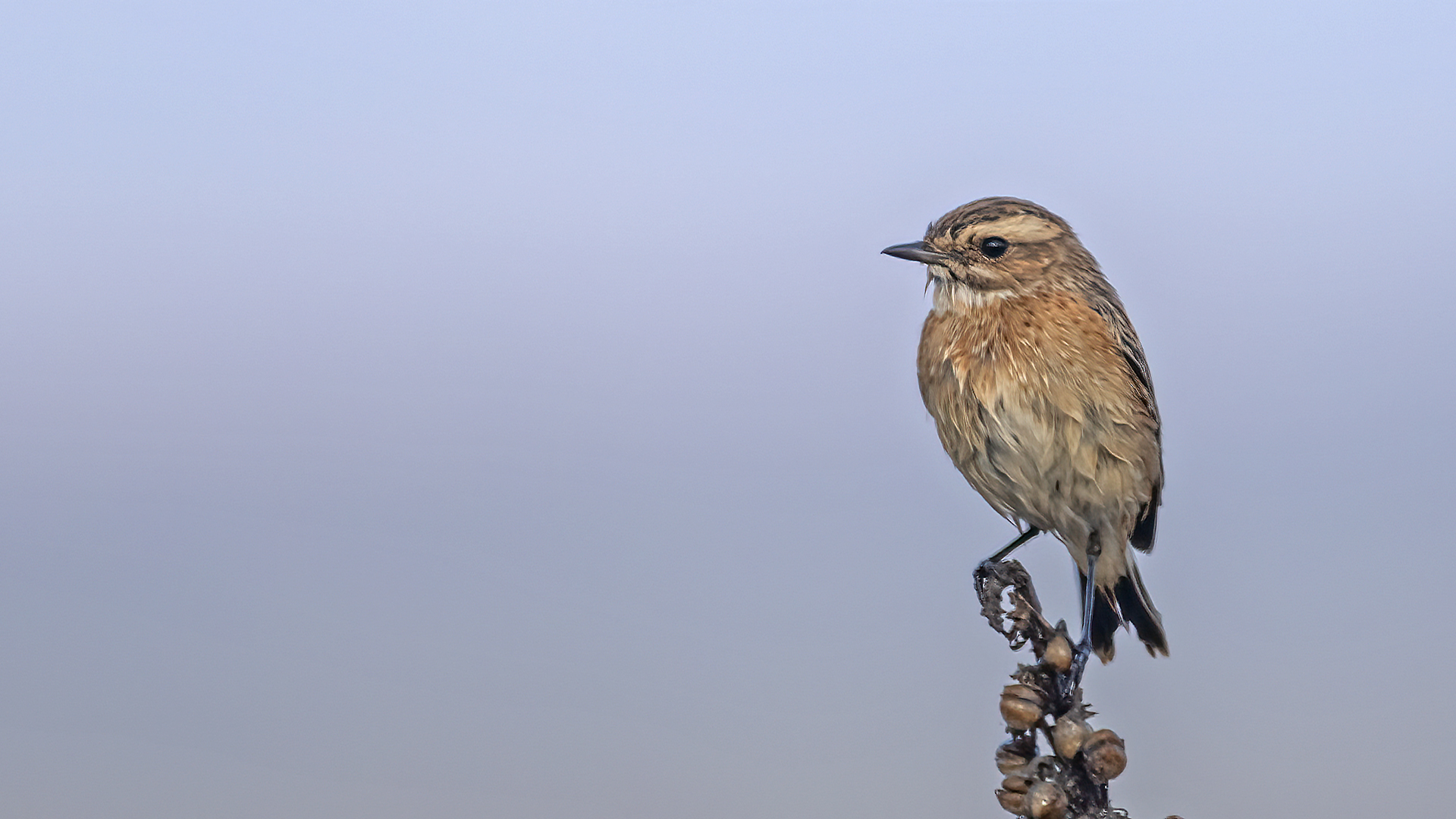 Whinchat