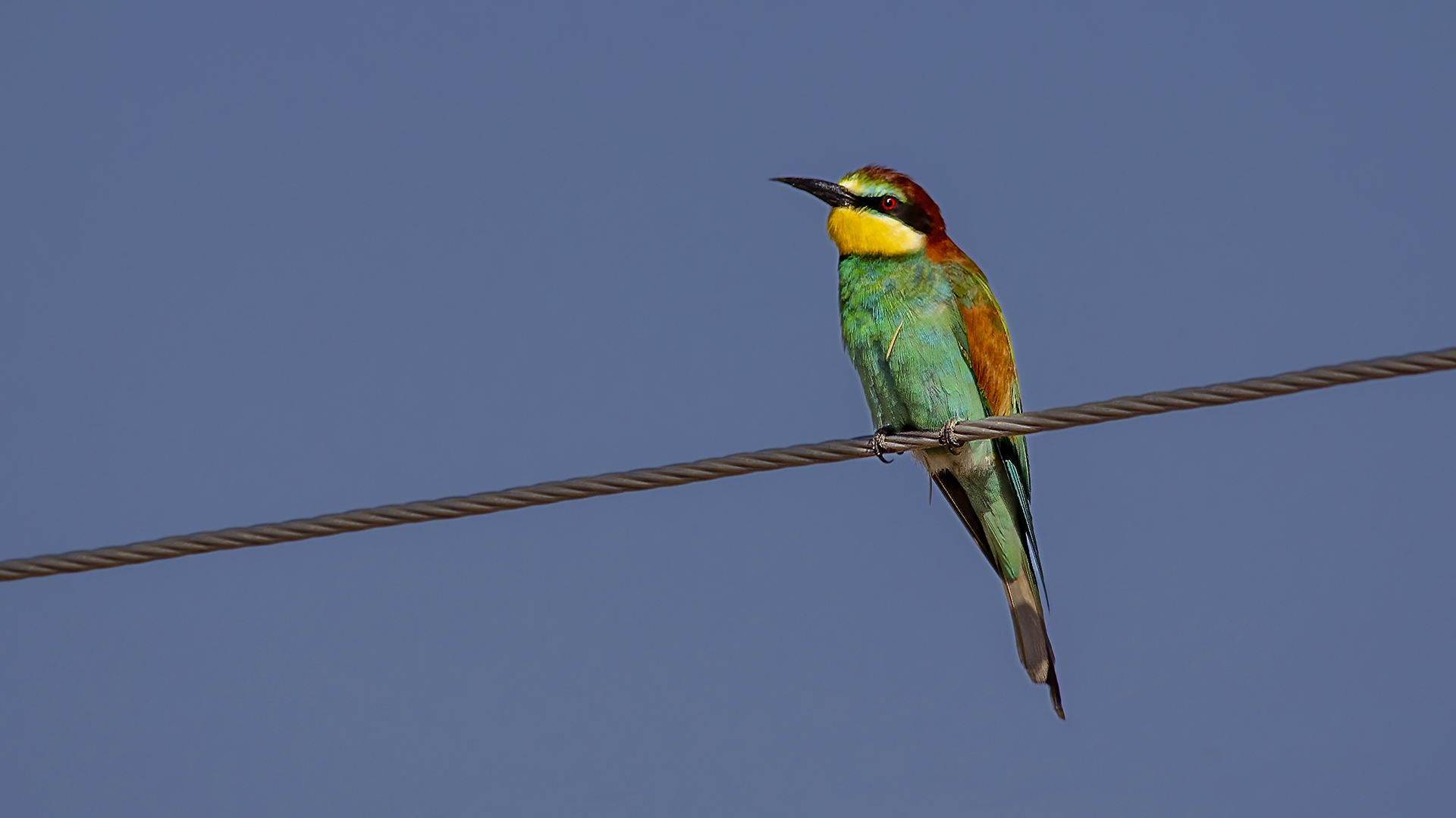 European Bee-eater