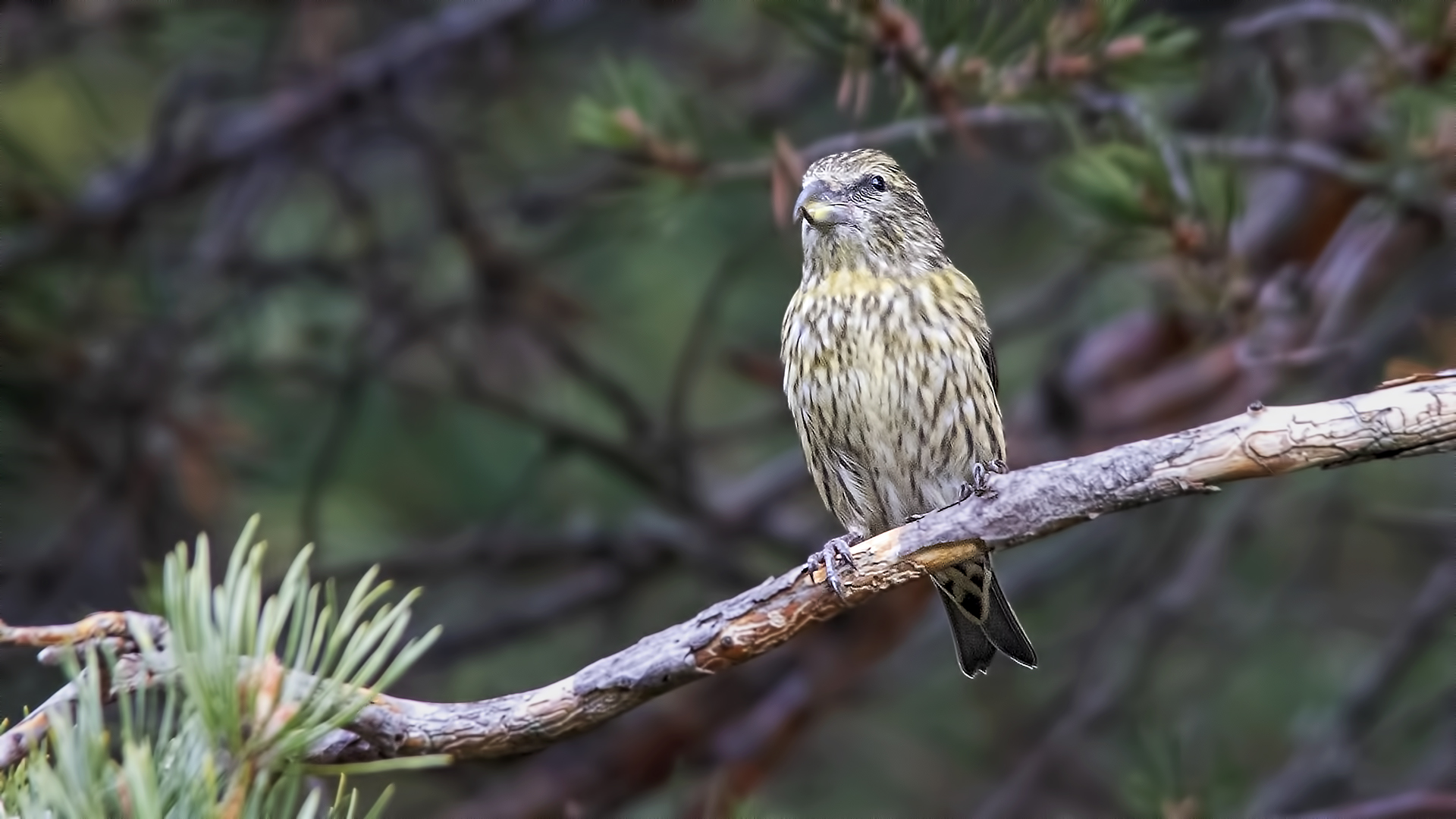 Red Crossbill