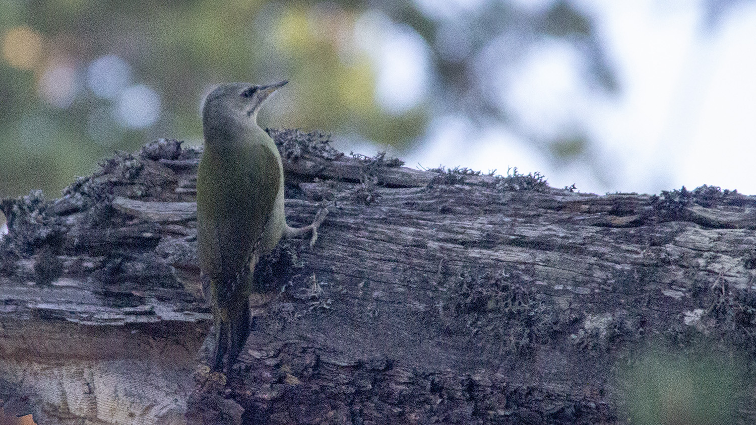 Gray-headed Woodpecker