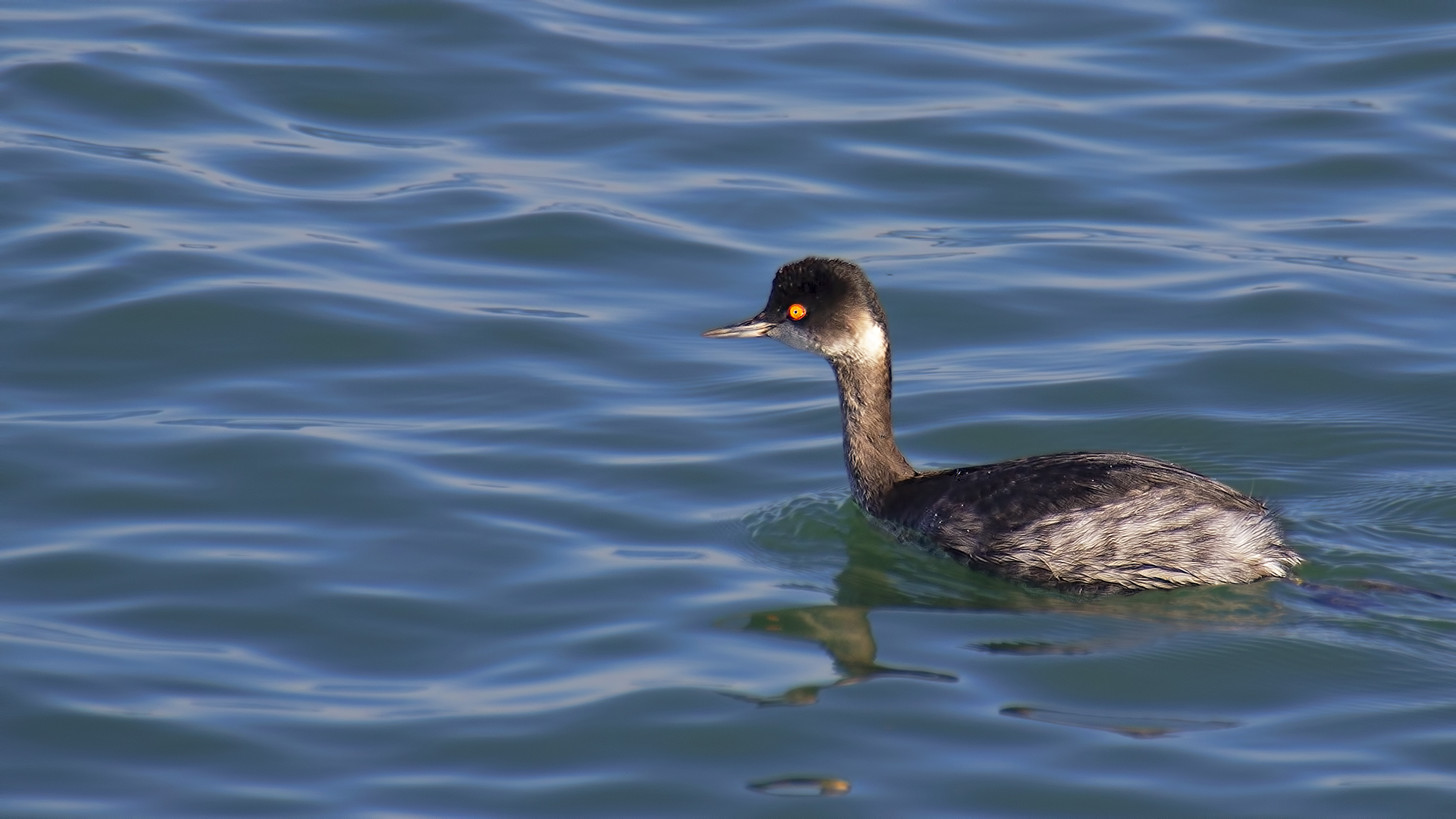 Eared Grebe