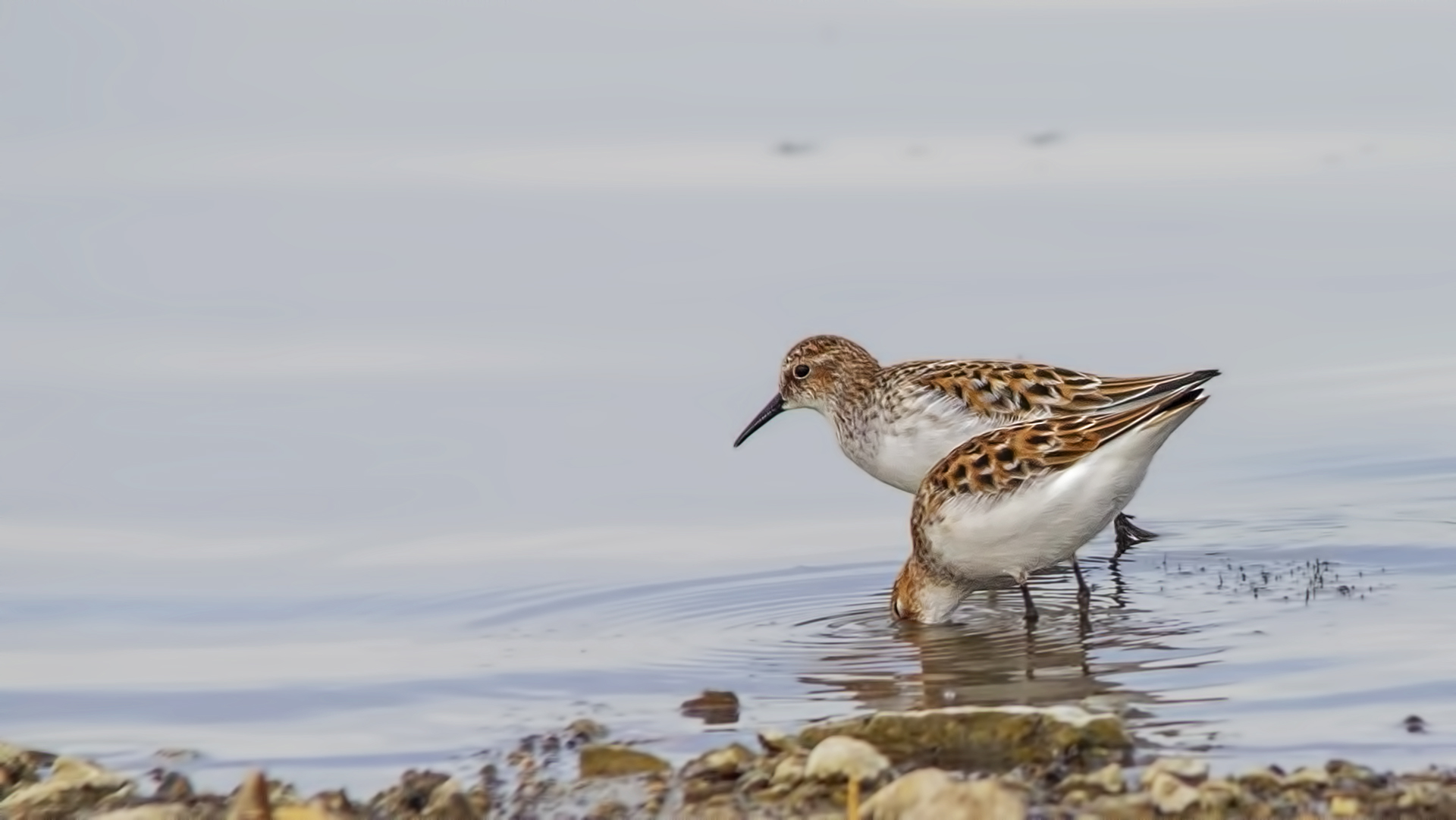 Little Stint