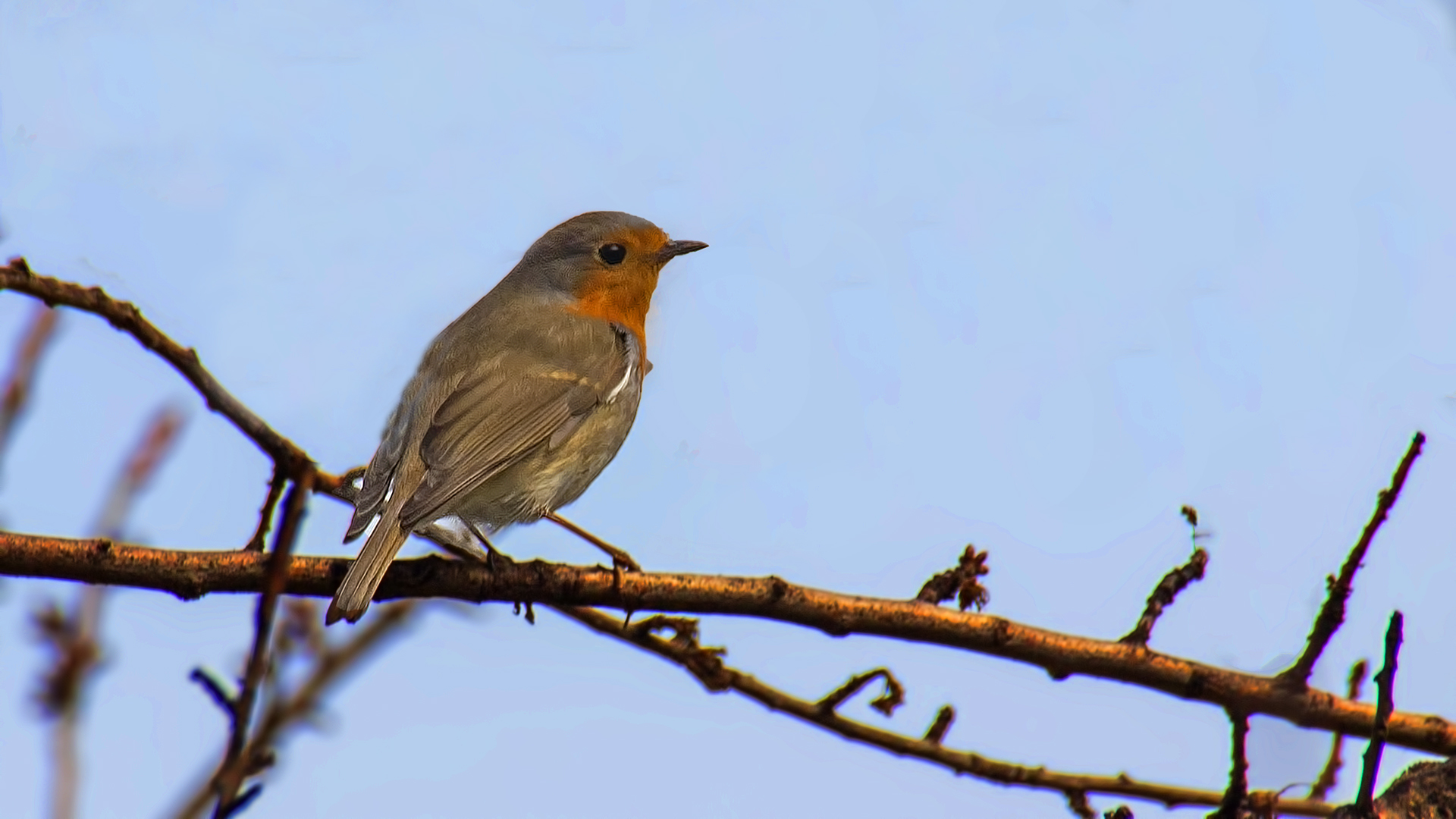 European Robin