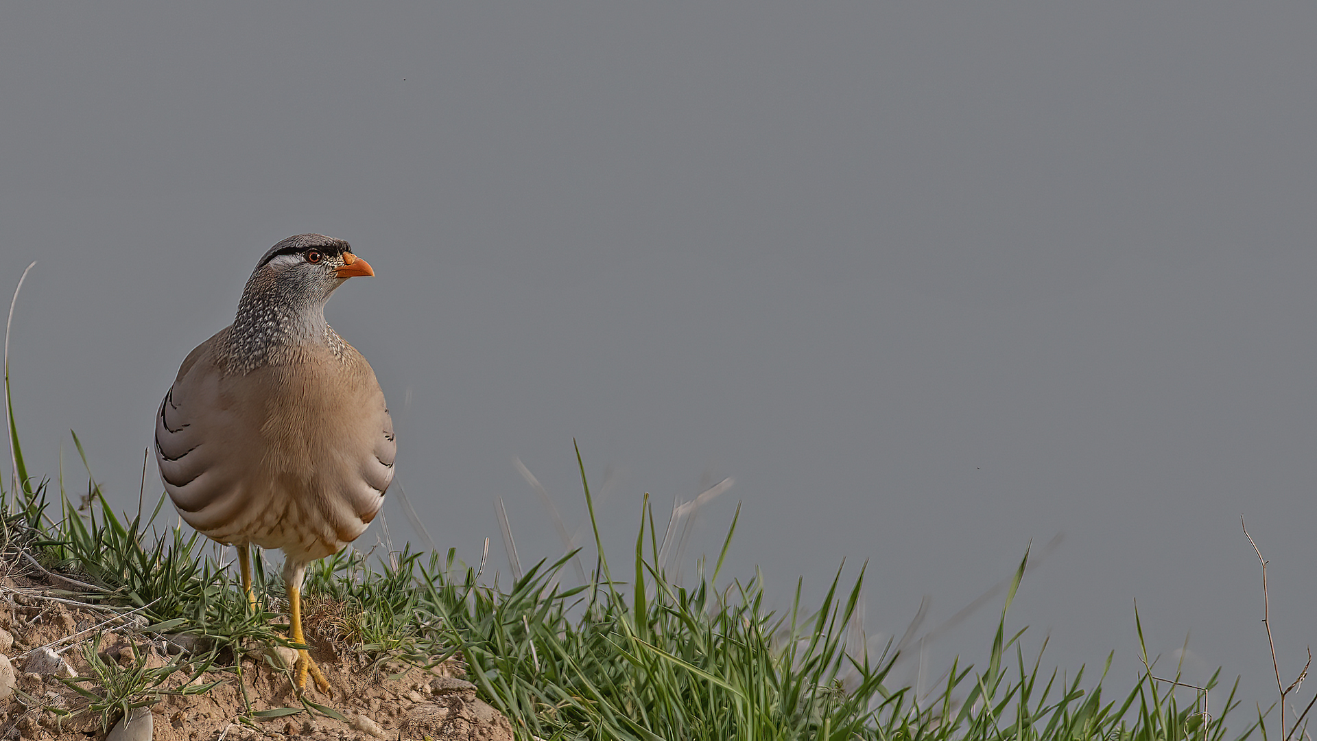 See-see Partridge