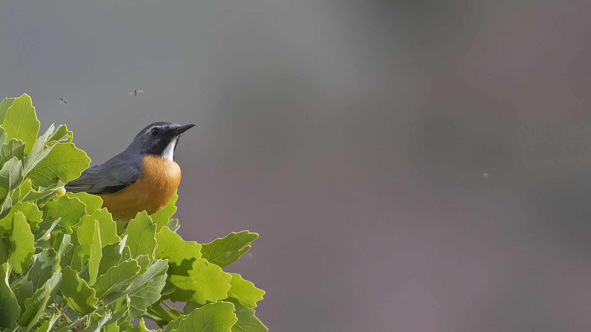 White-throated Robin