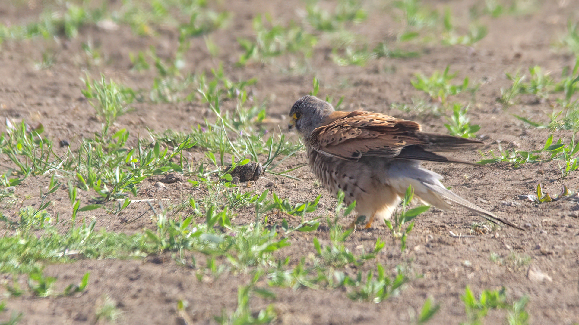 Lesser Kestrel