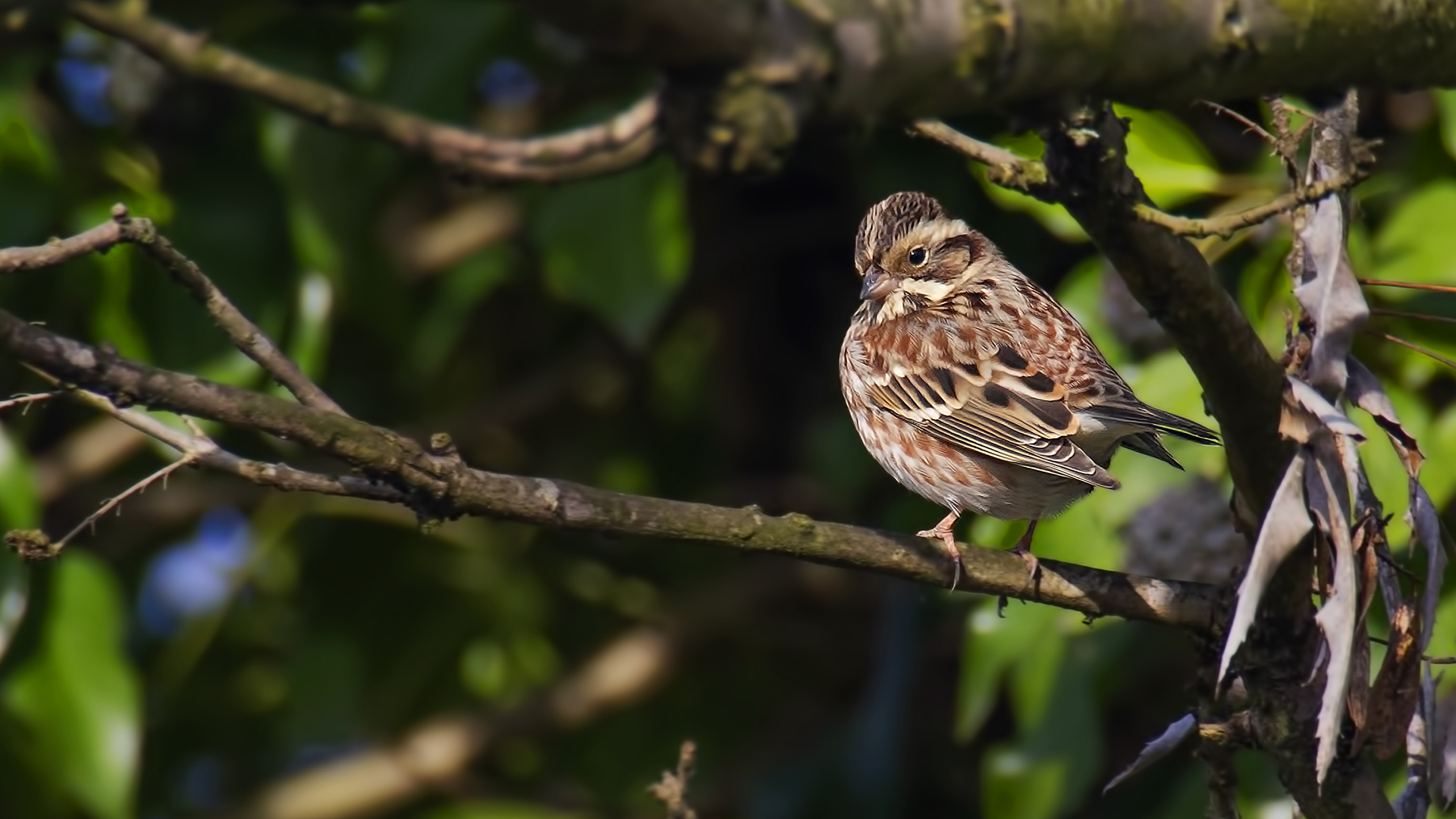 Rustic Bunting