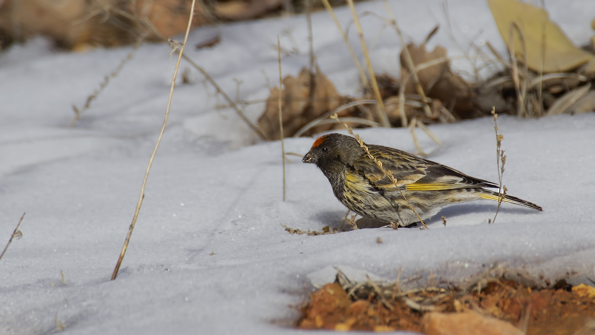 Fire-fronted Serin