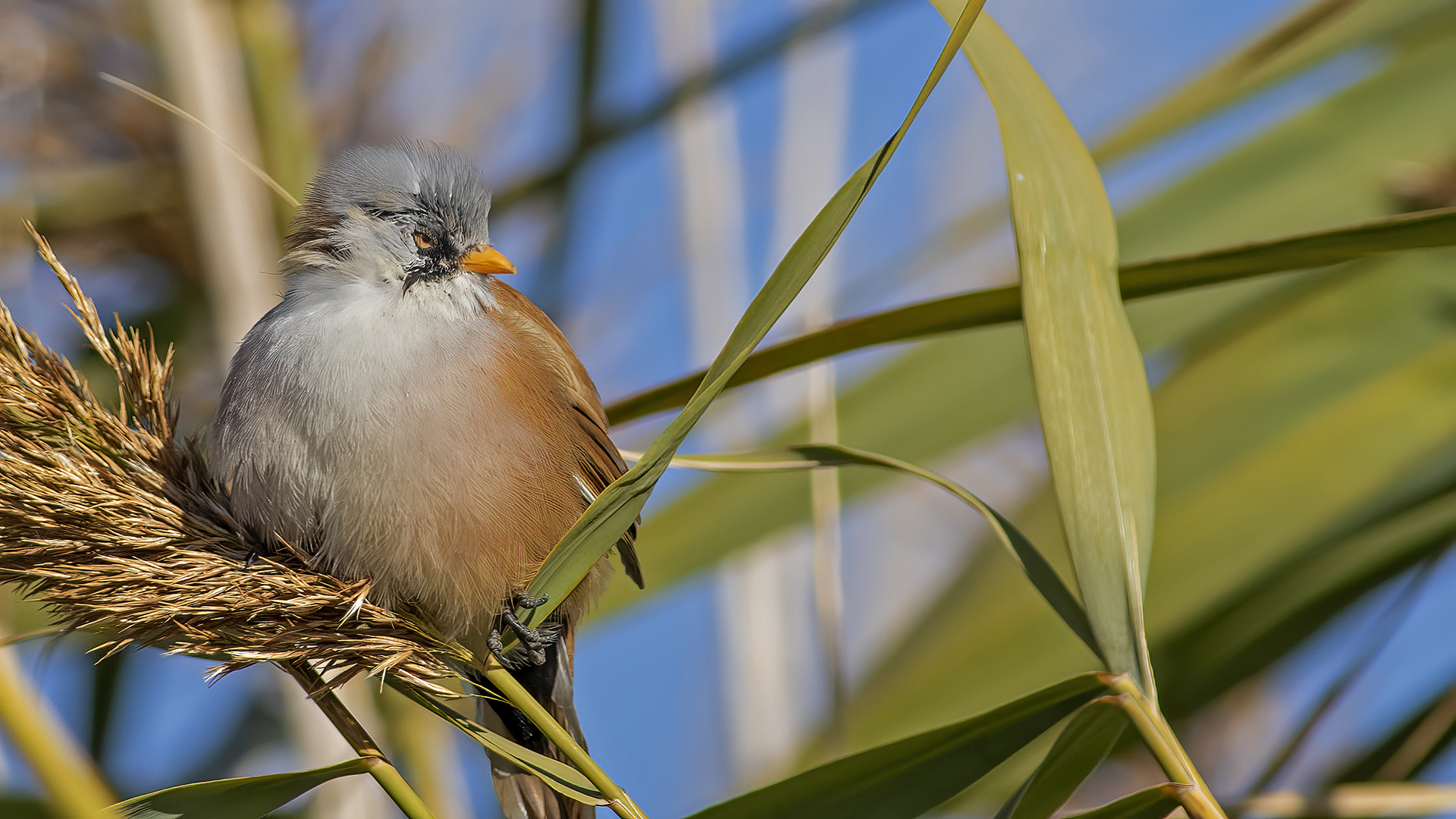 Bearded Reedling