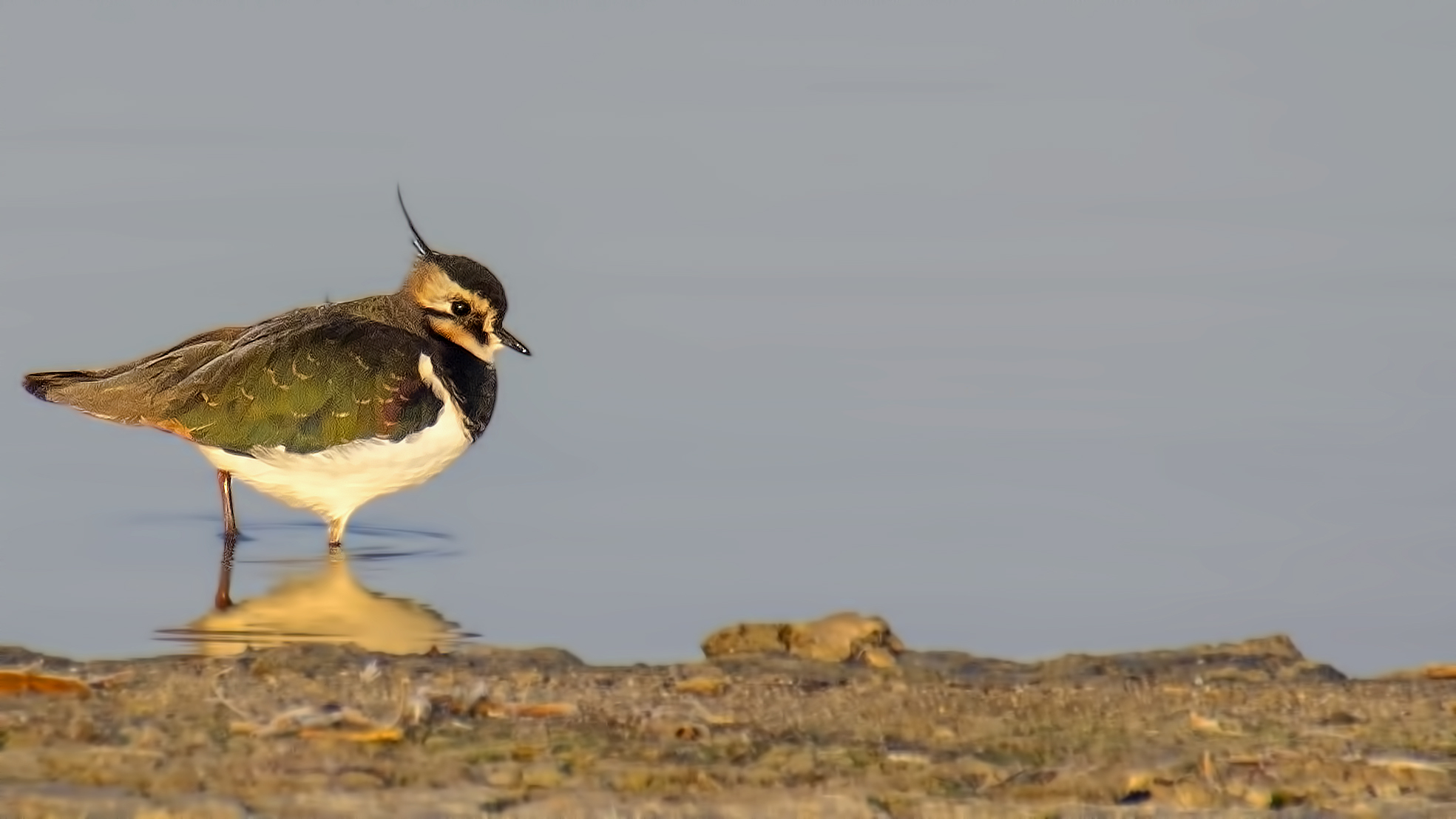 Northern Lapwing