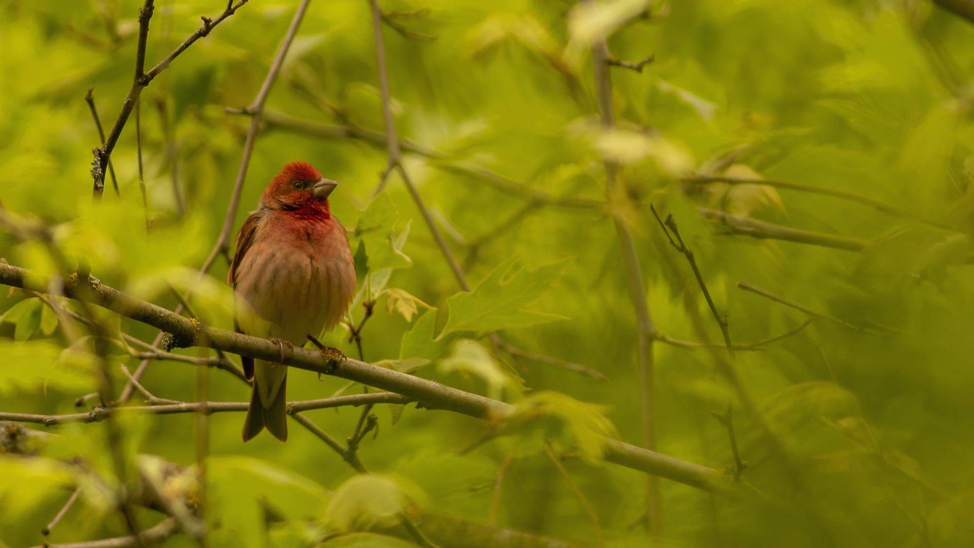 Common Rosefinch — Ana fotoğraf