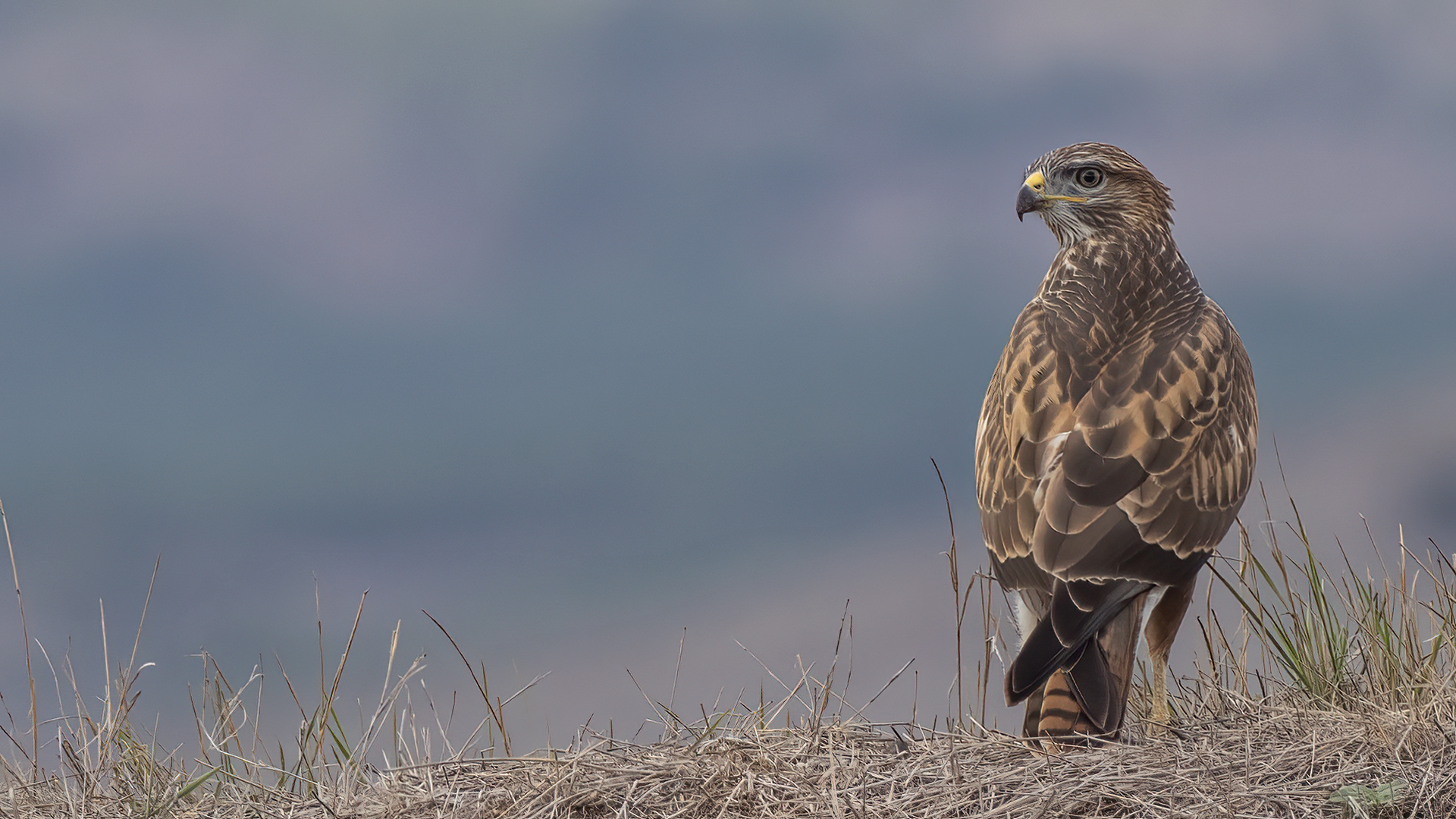 Long-legged Buzzard