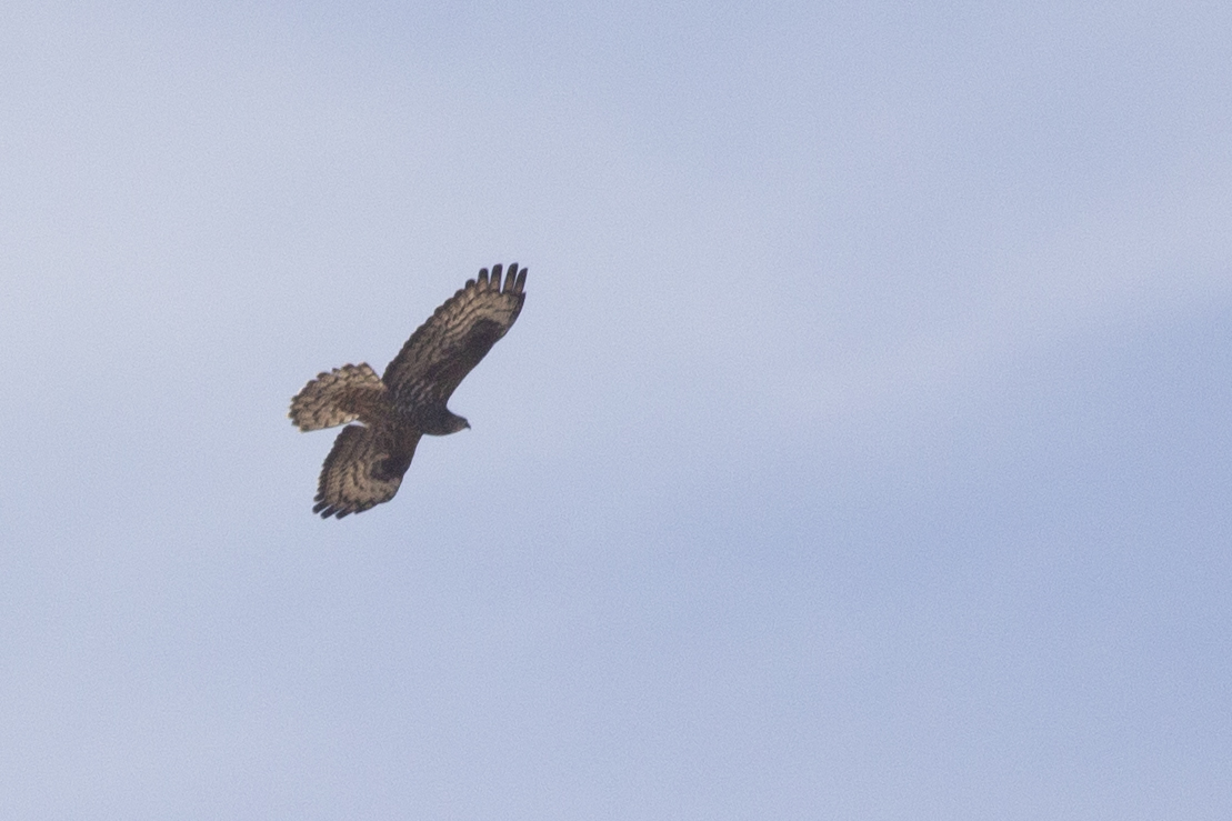 European Honey-buzzard