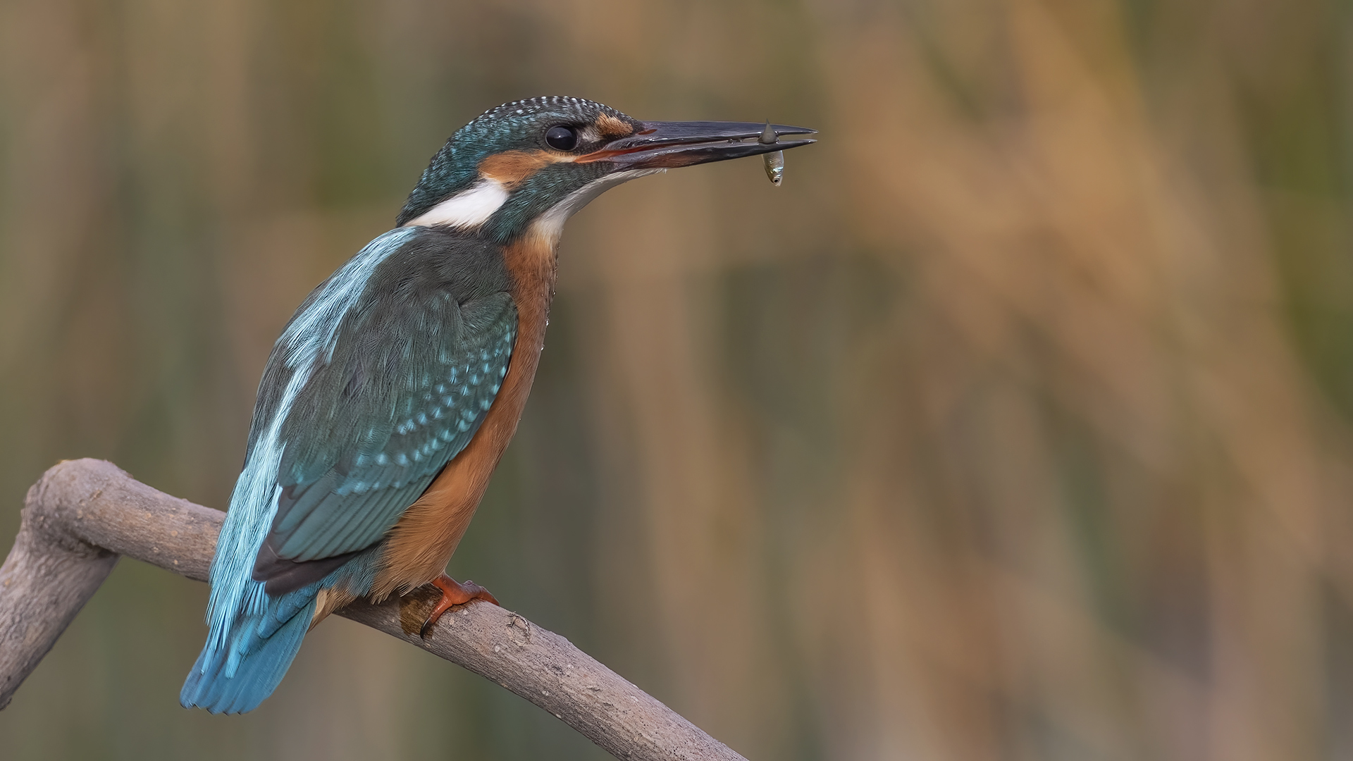 Common Kingfisher