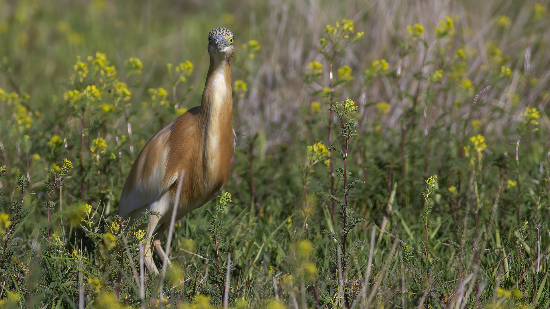 Squacco Heron