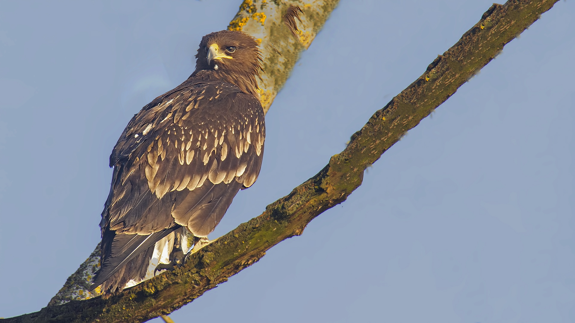 Greater Spotted Eagle