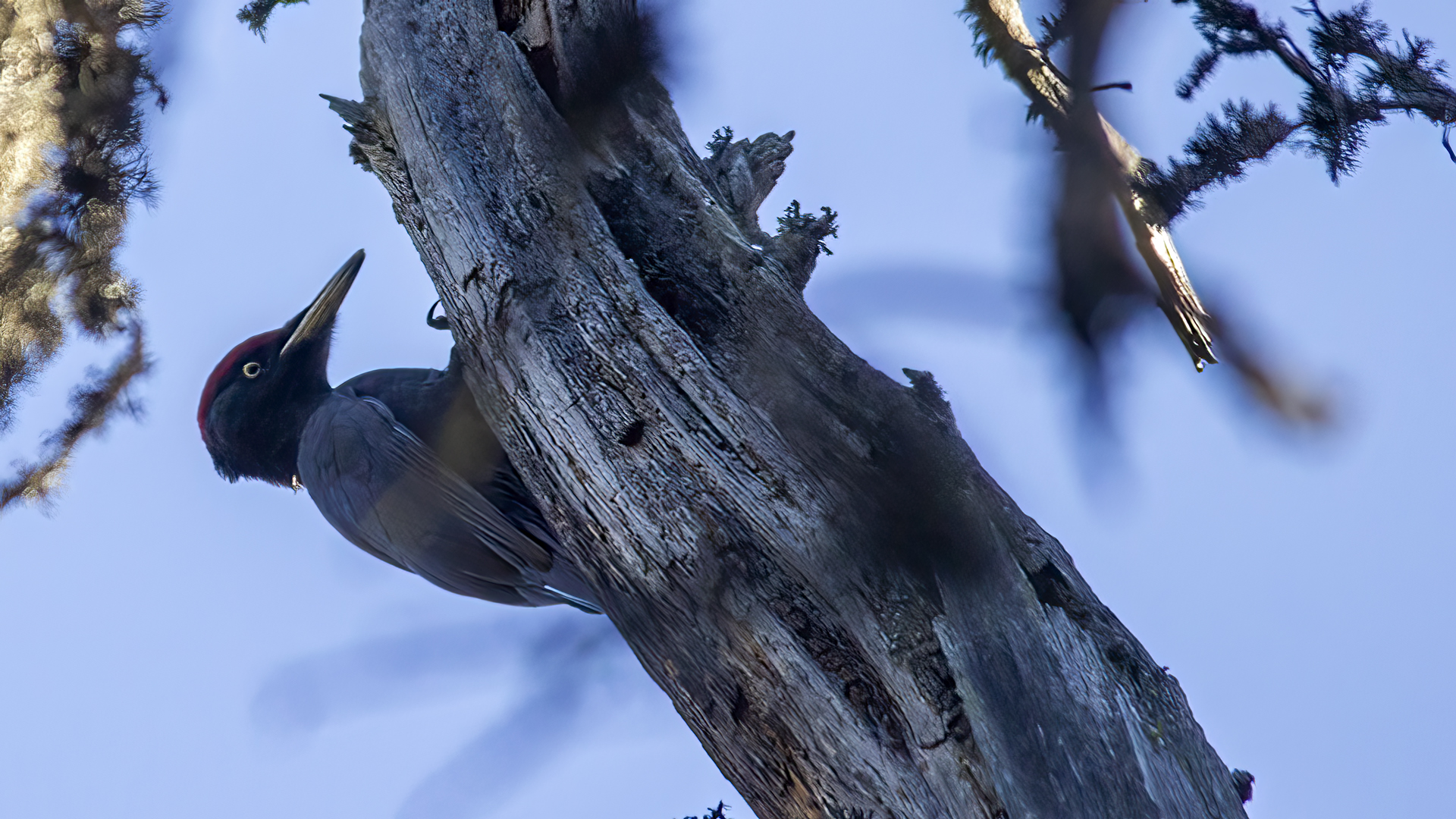 Black Woodpecker — Ana fotoğraf