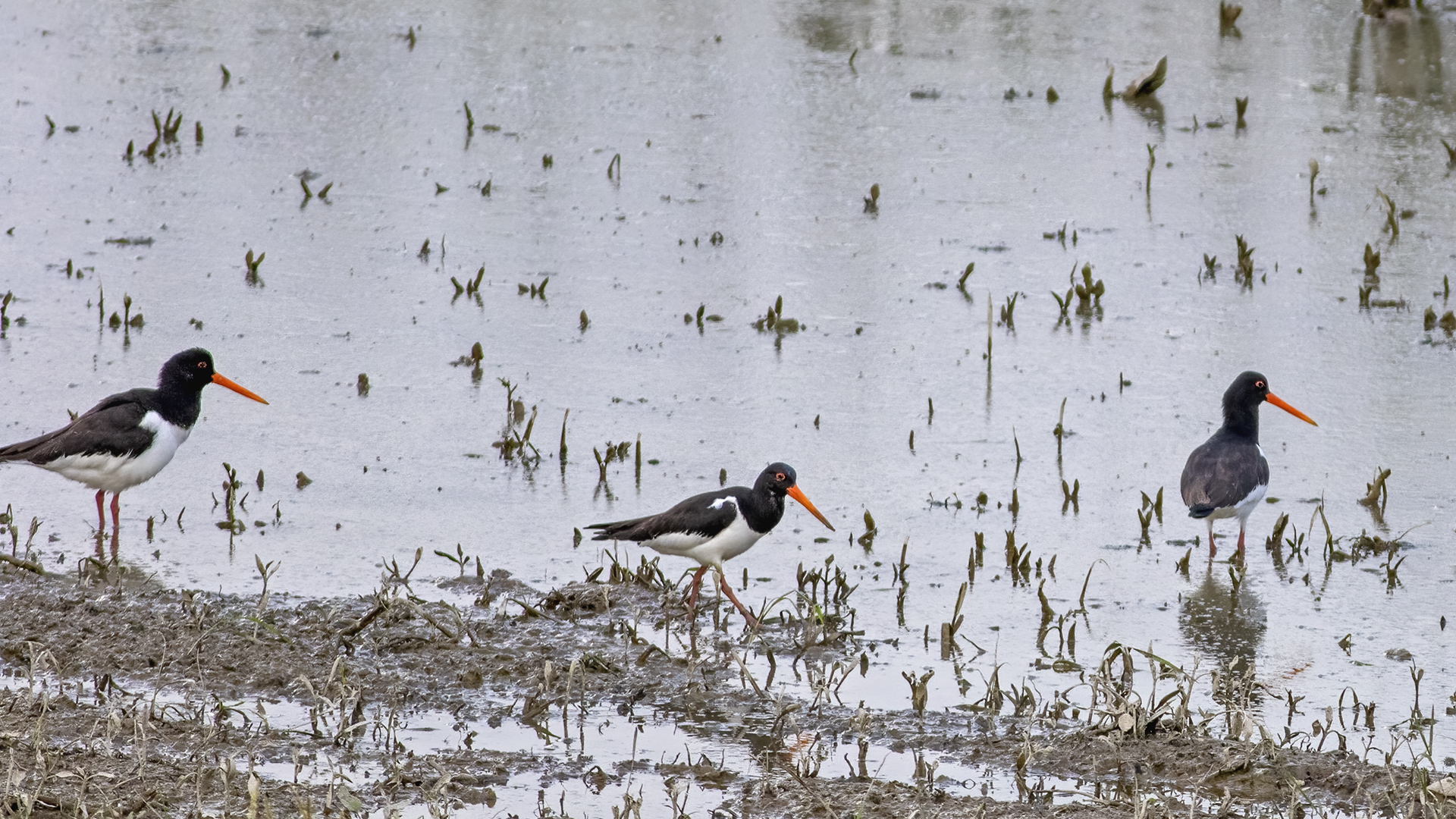 Eurasian Oystercatcher